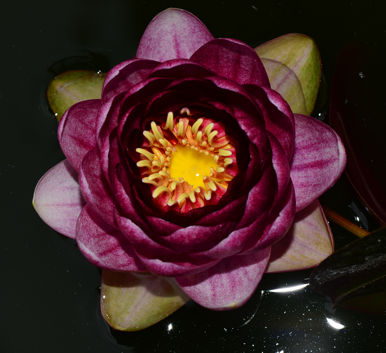 Waterlily