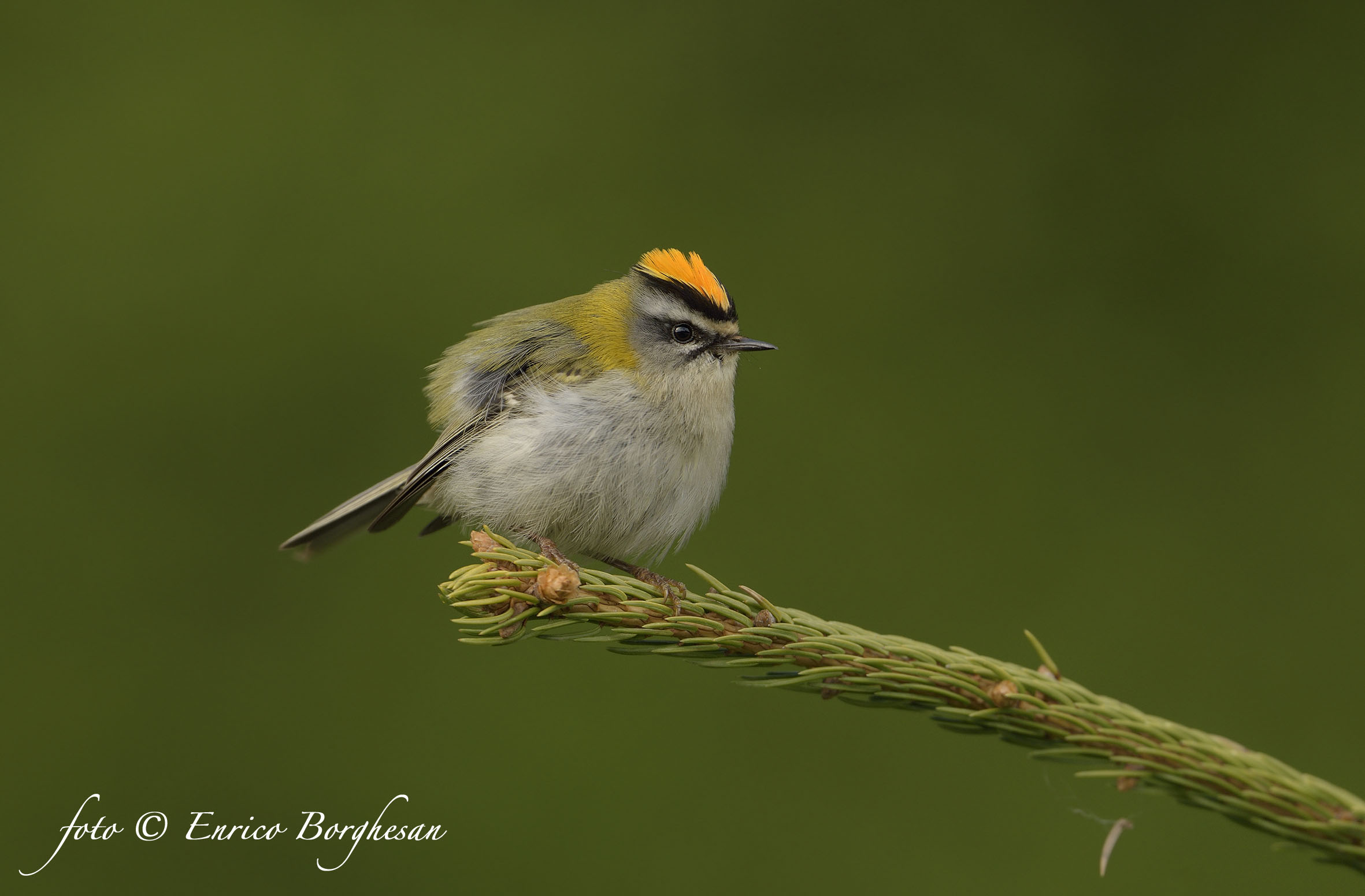 Firecrest