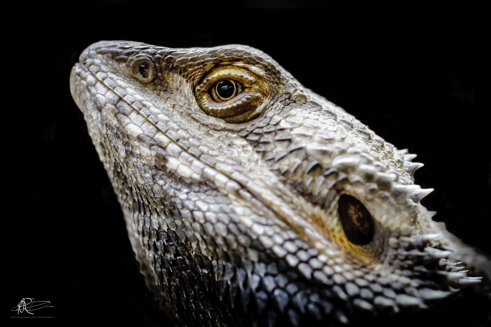 Iguana Portrait
