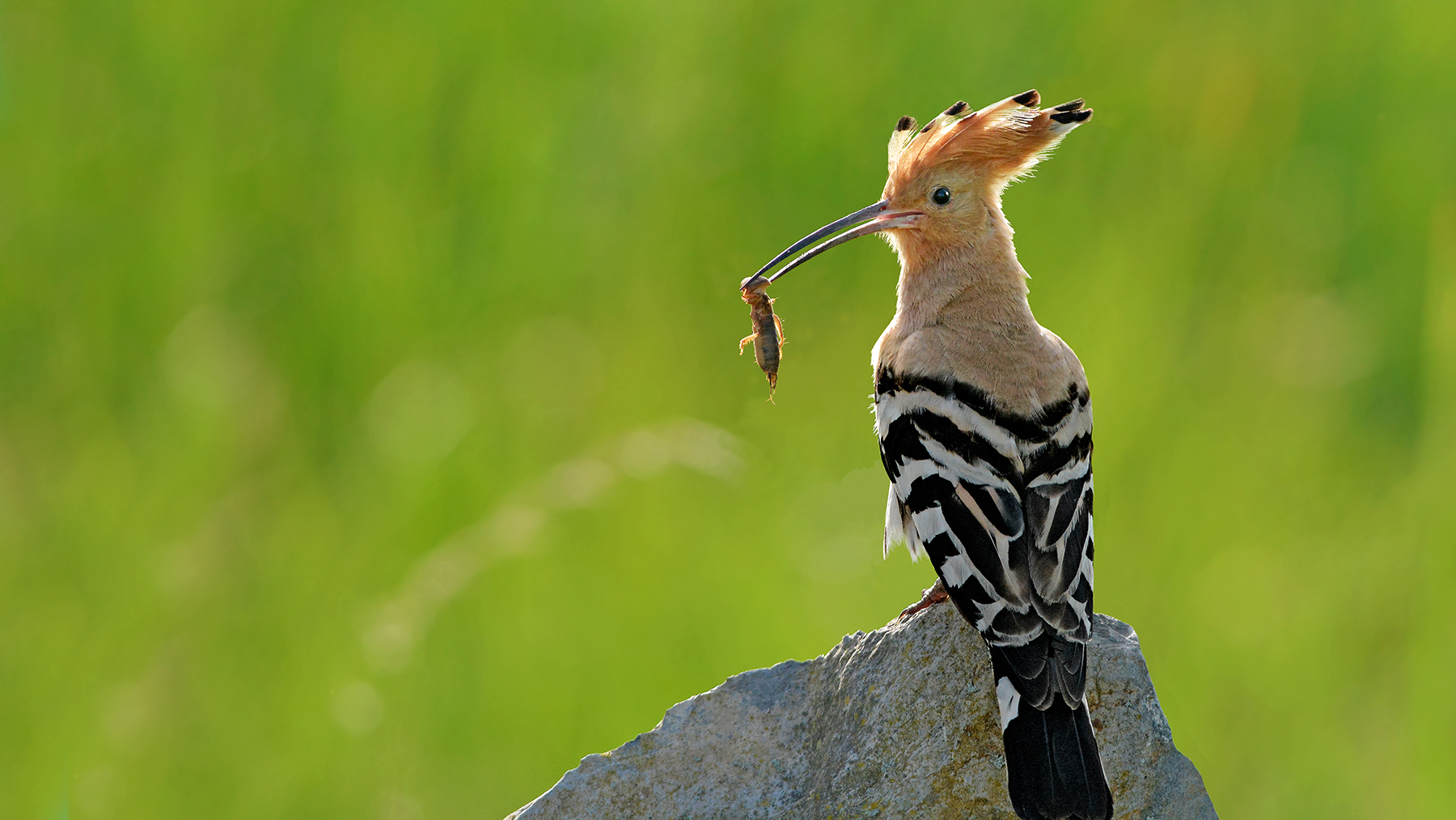 upupa sul nido diroccia