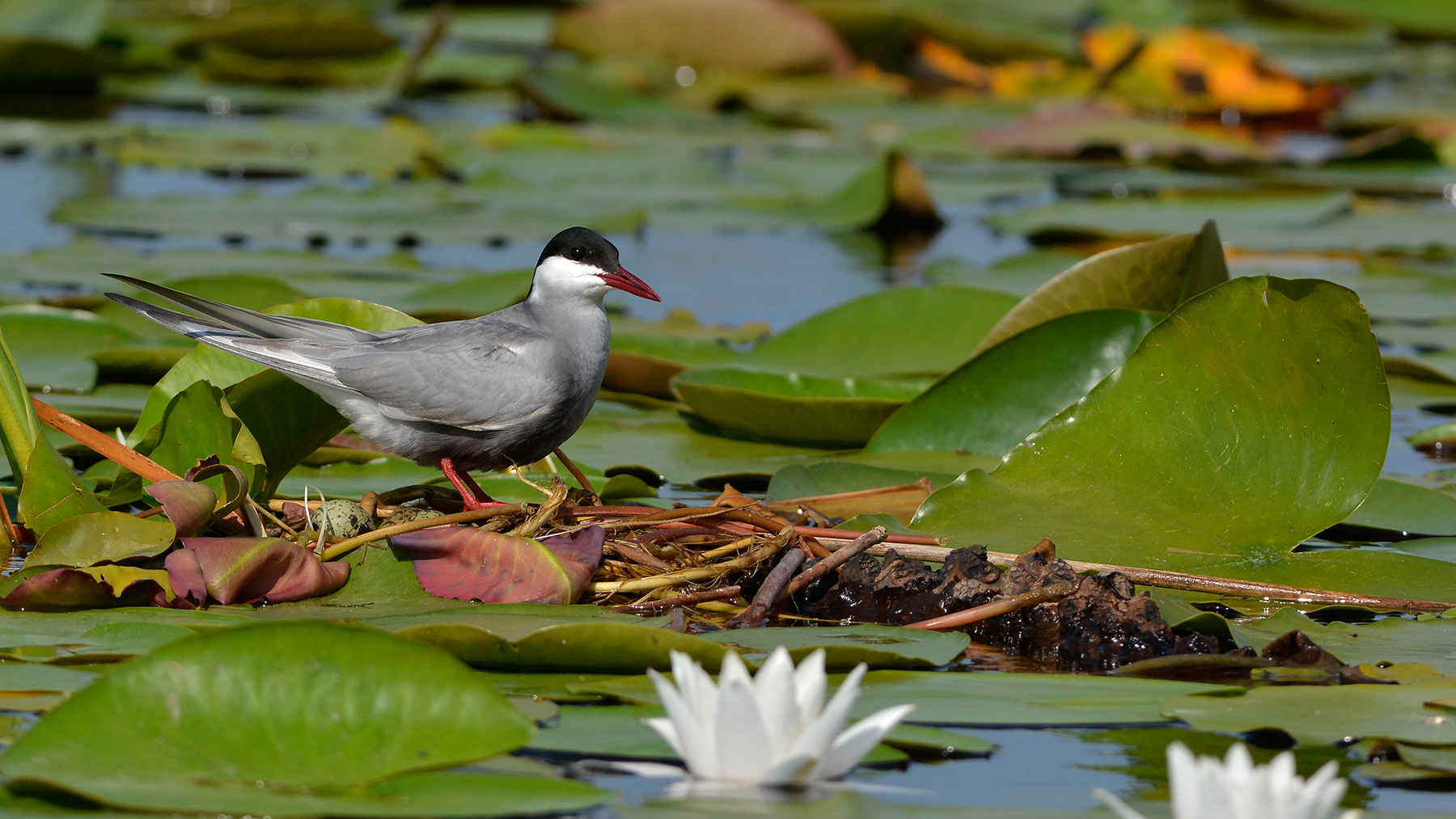 mignattino piombato  sul  nido