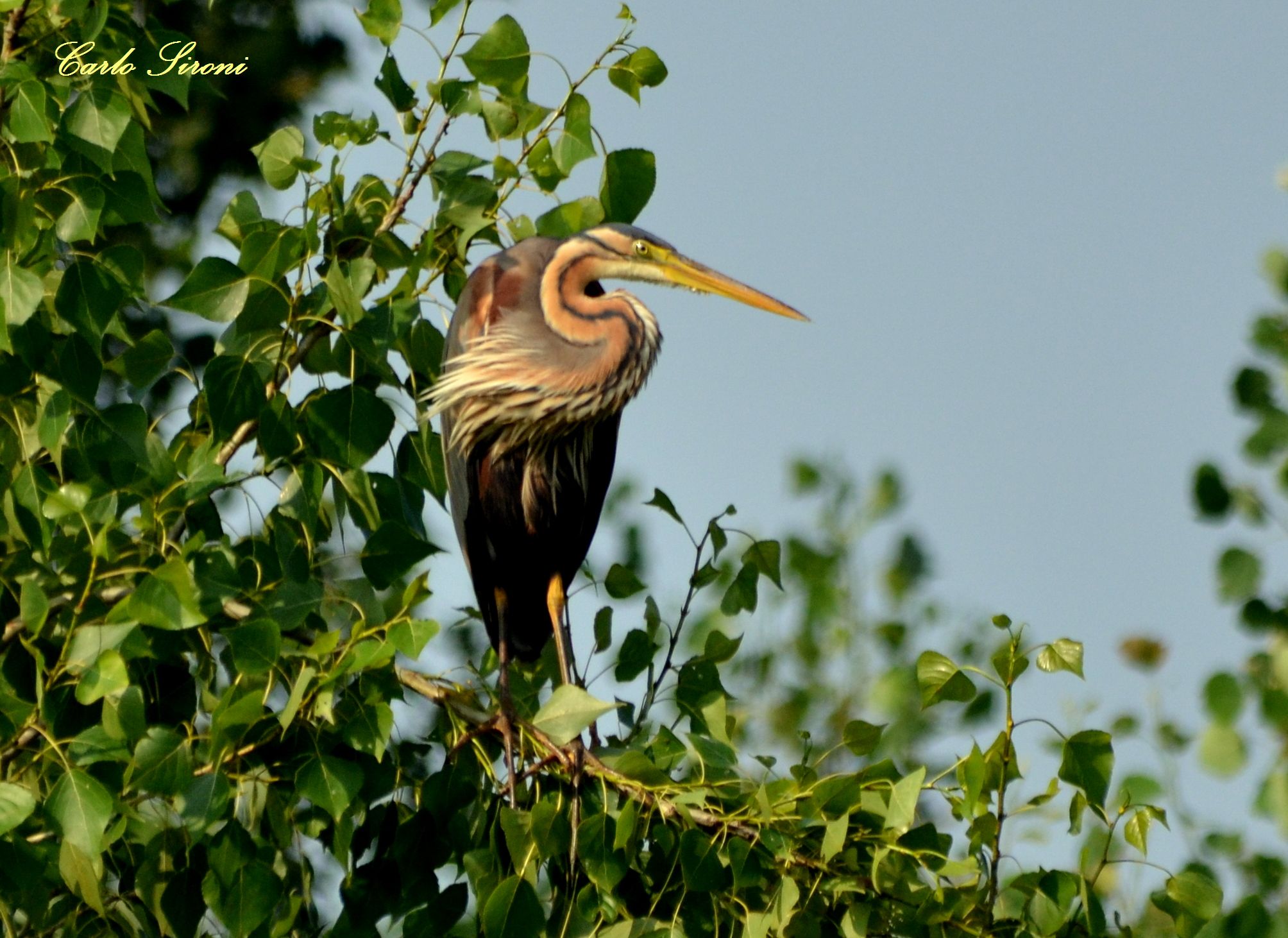 Purple Heron