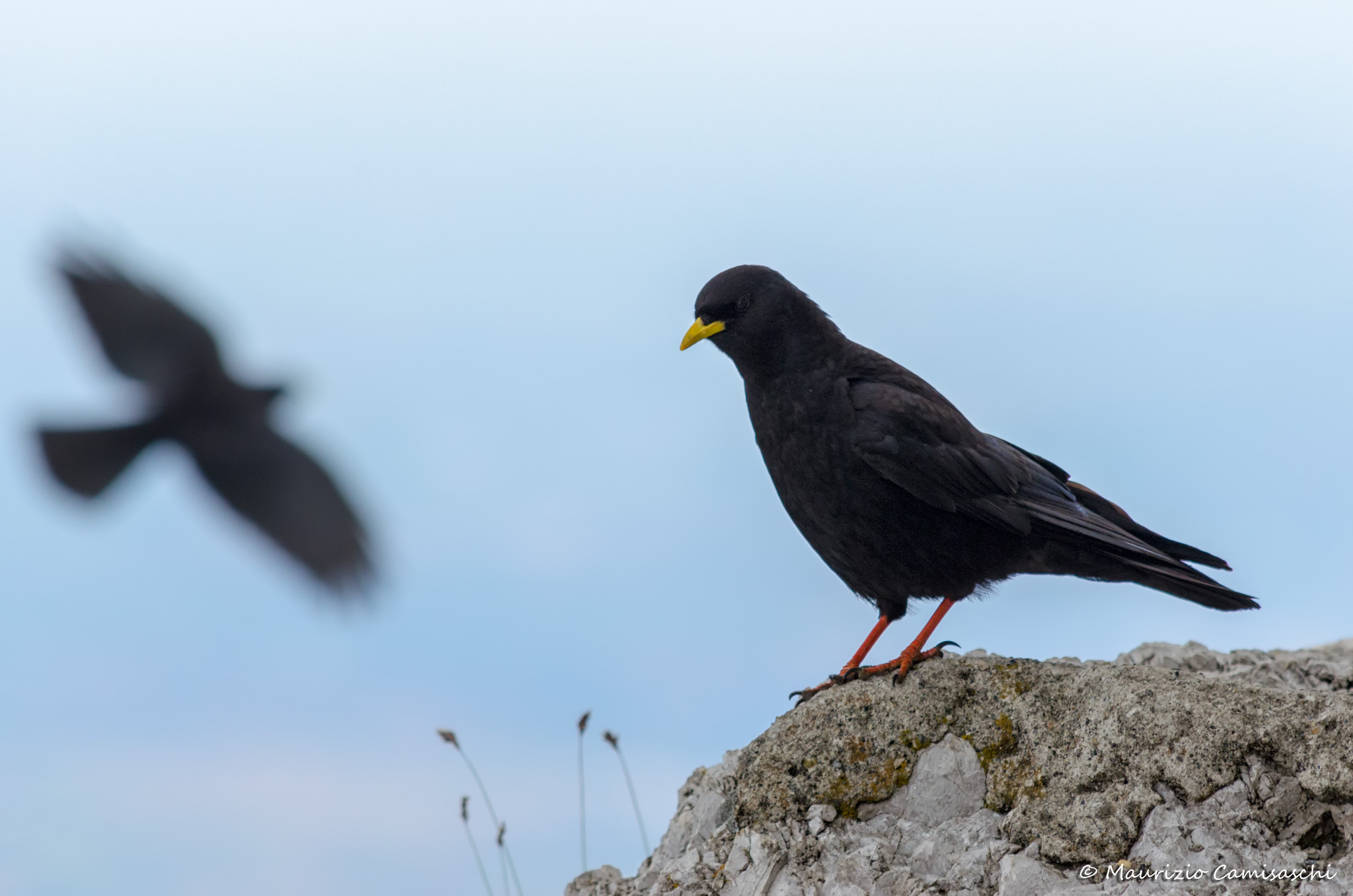 Alpine chough