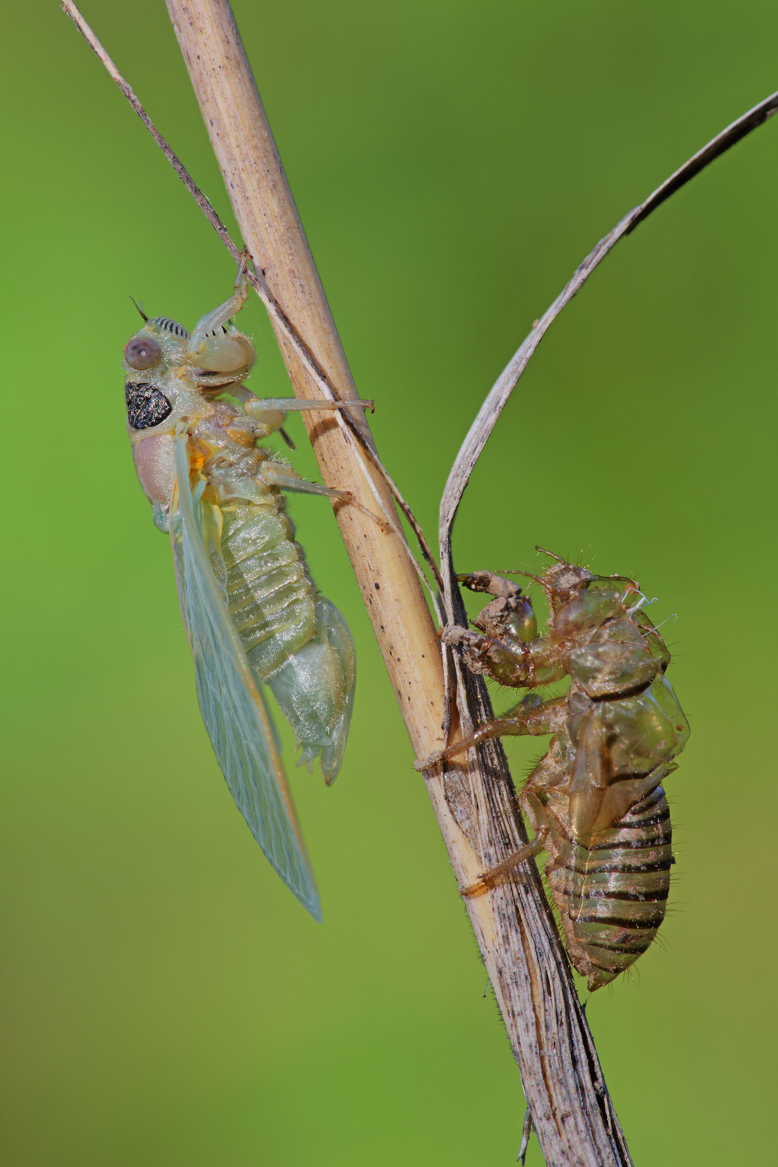 Cicada with exuvia
