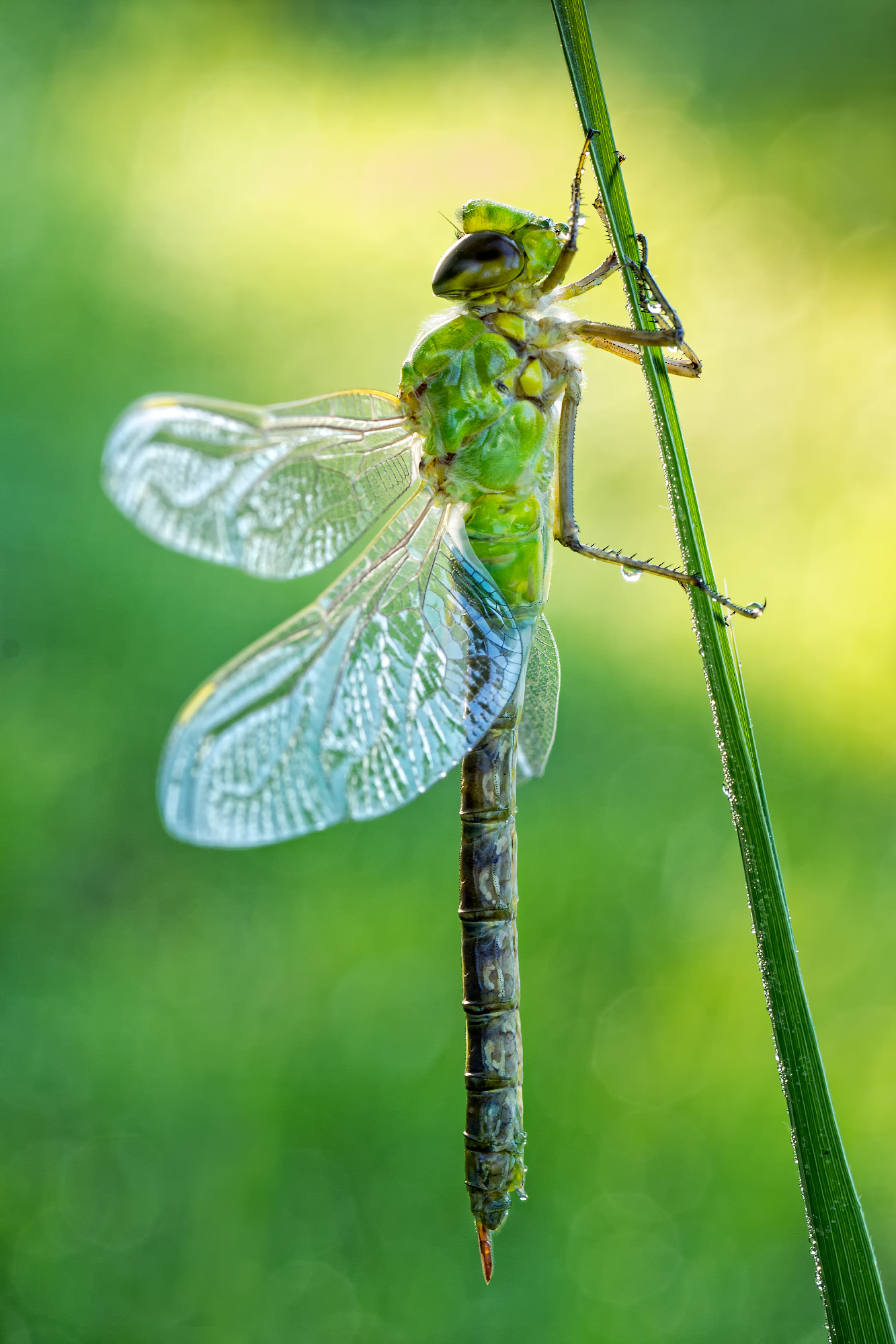 Anax Imperator II
