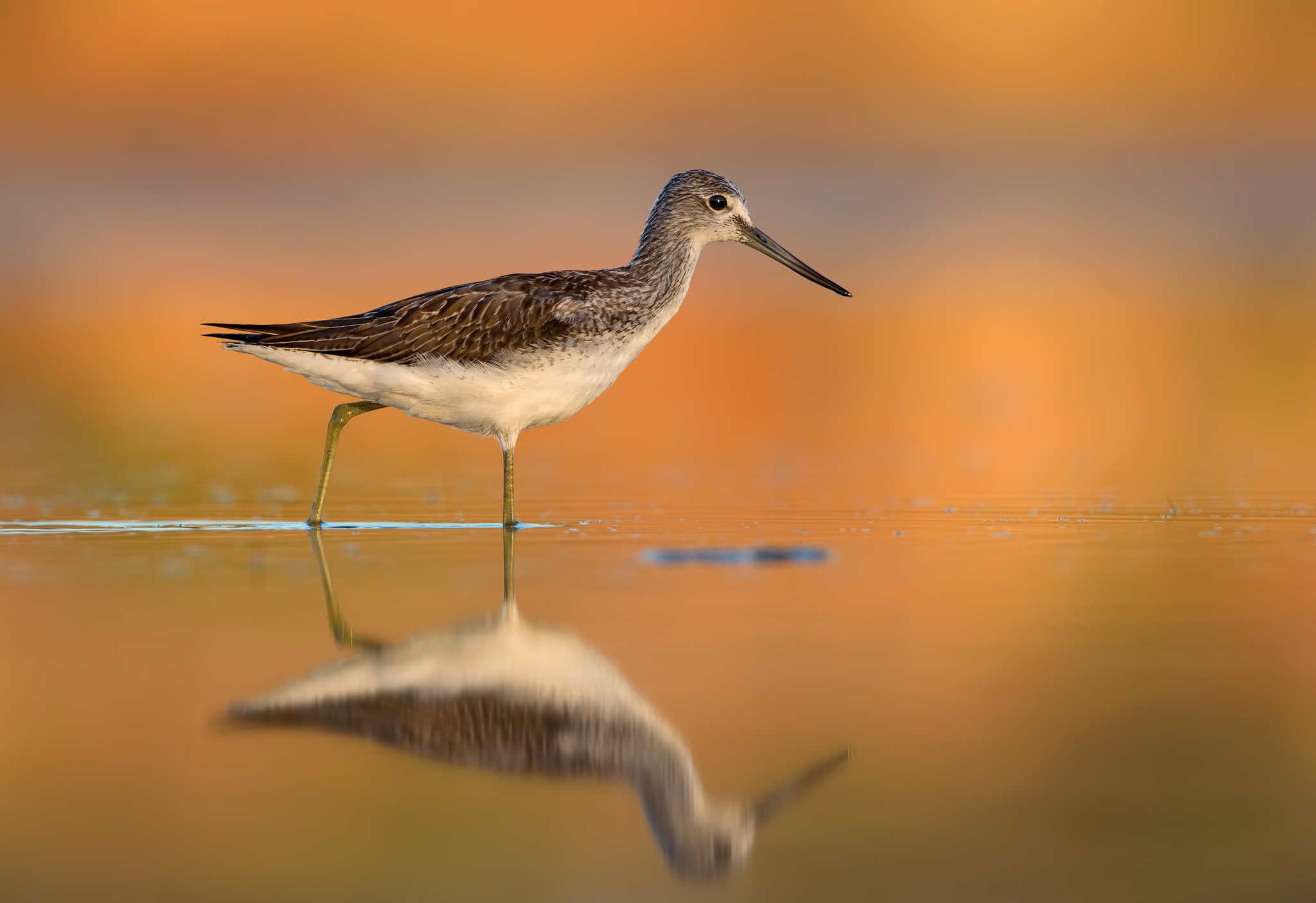 Nell' occhio, l'alba che verrà... ( pantana )