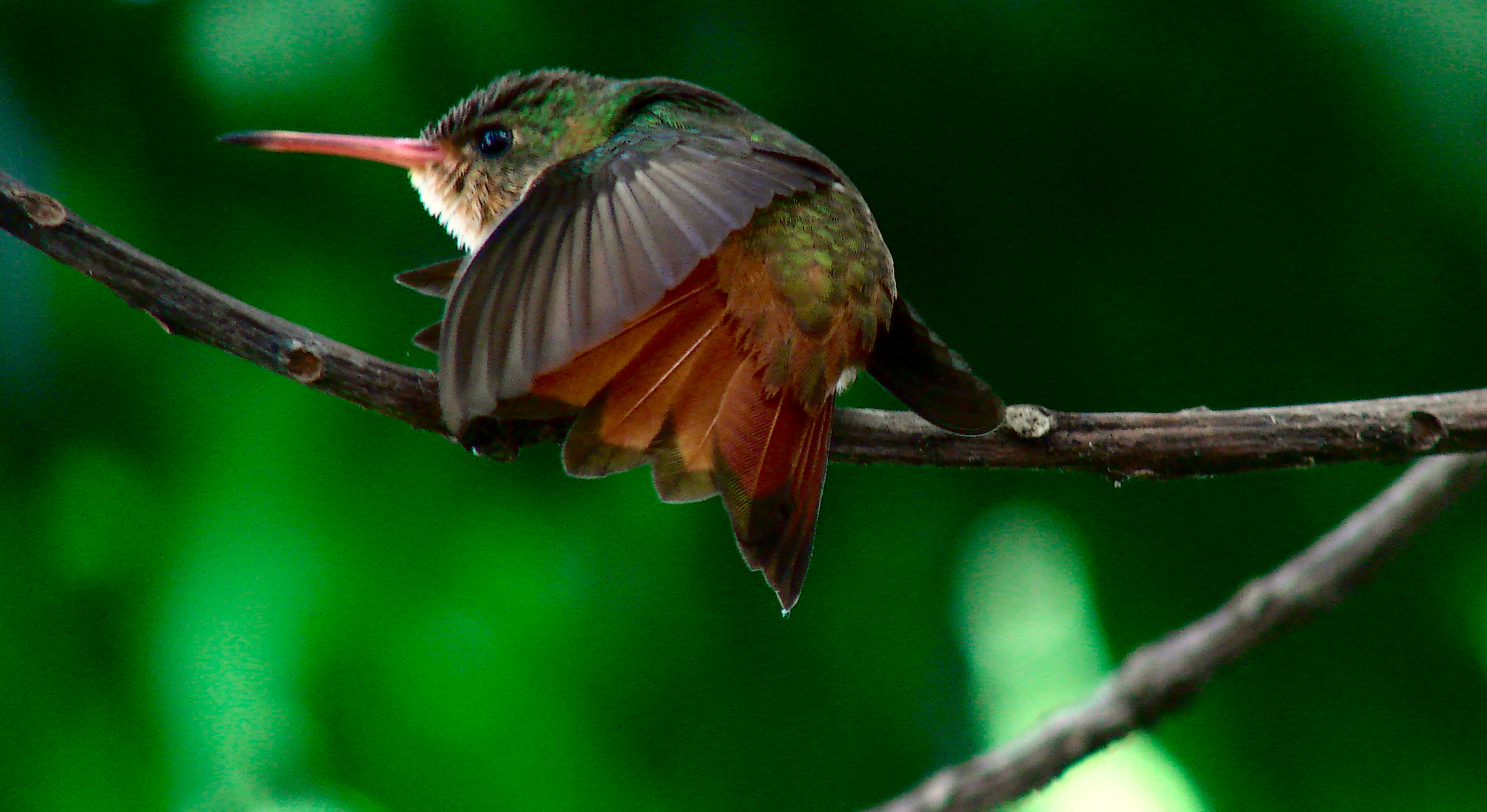 They are small but terrible ....