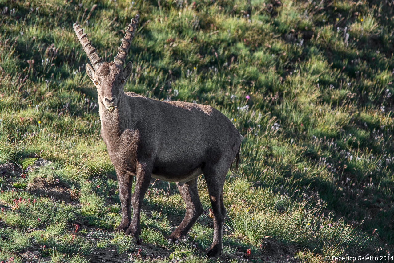 Queeel mazzoliiiin diii fioriiii!!
