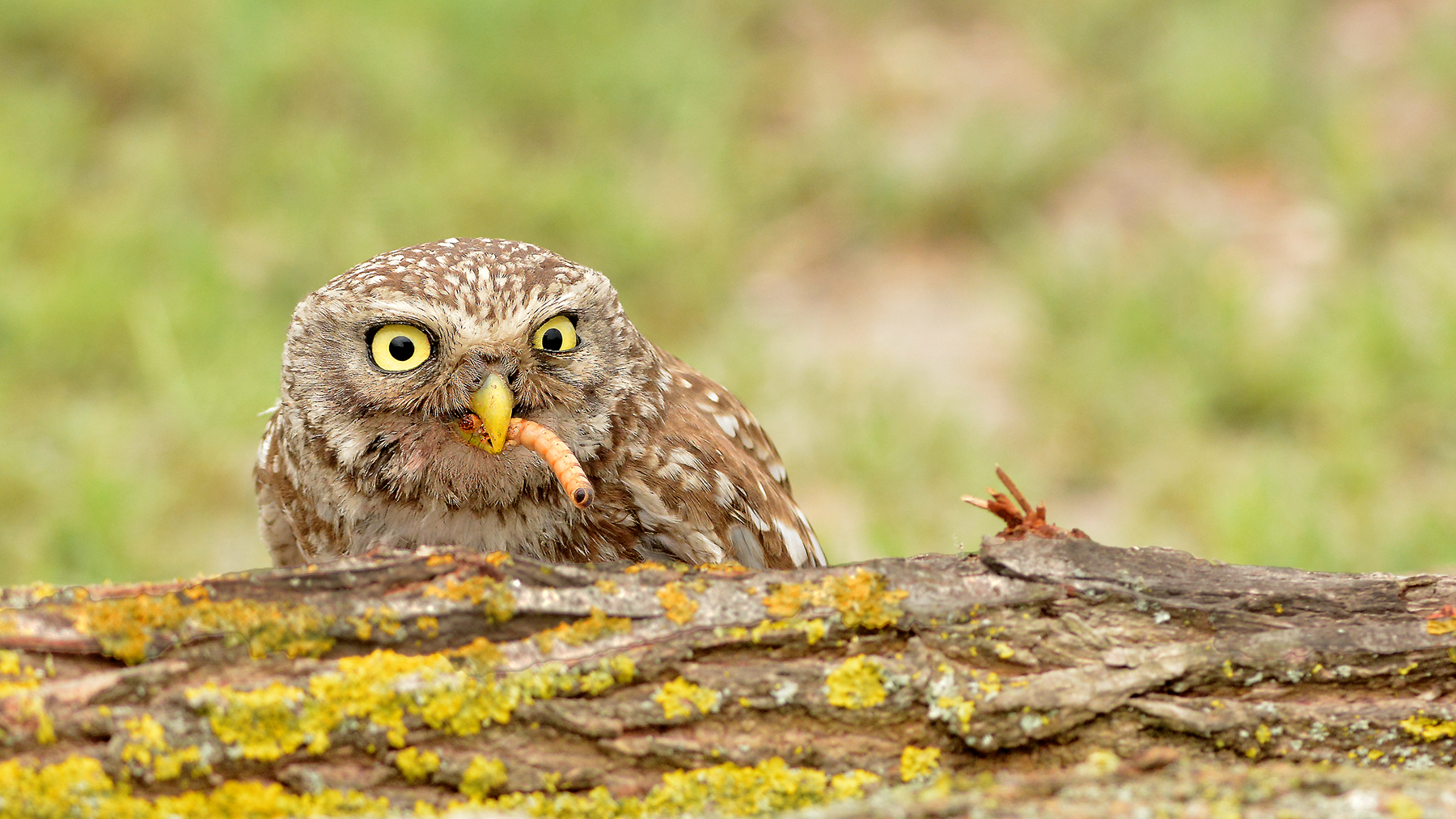 civetta comune delta deldanubio