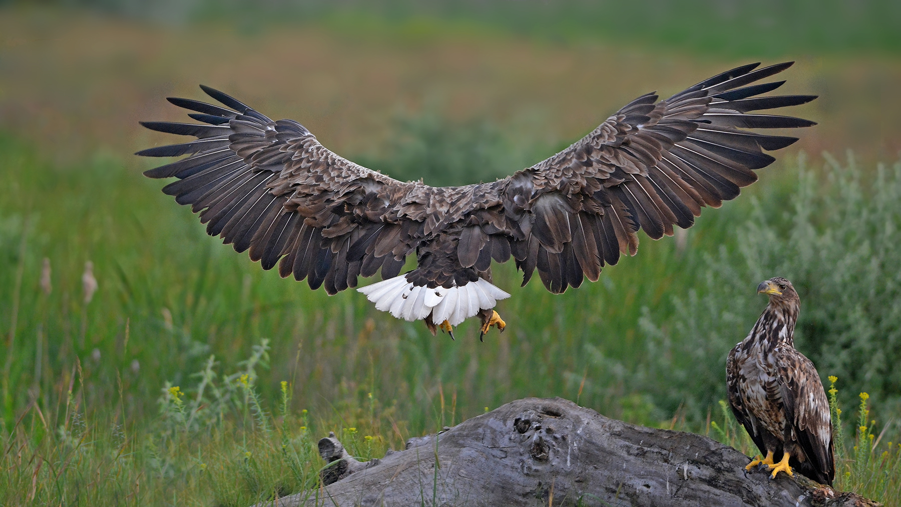 giovani aquile dimare delta del danubio