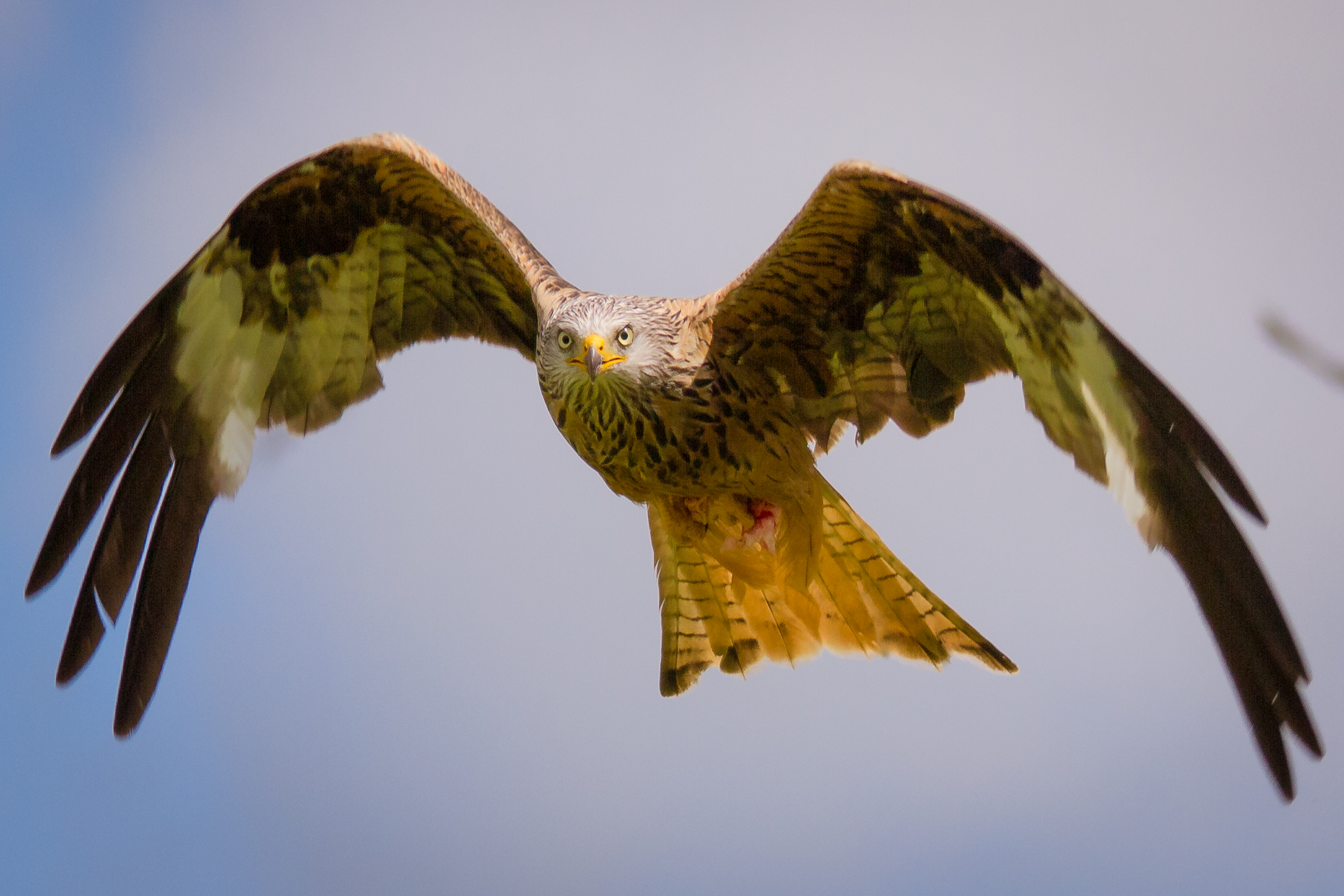 Red Kite