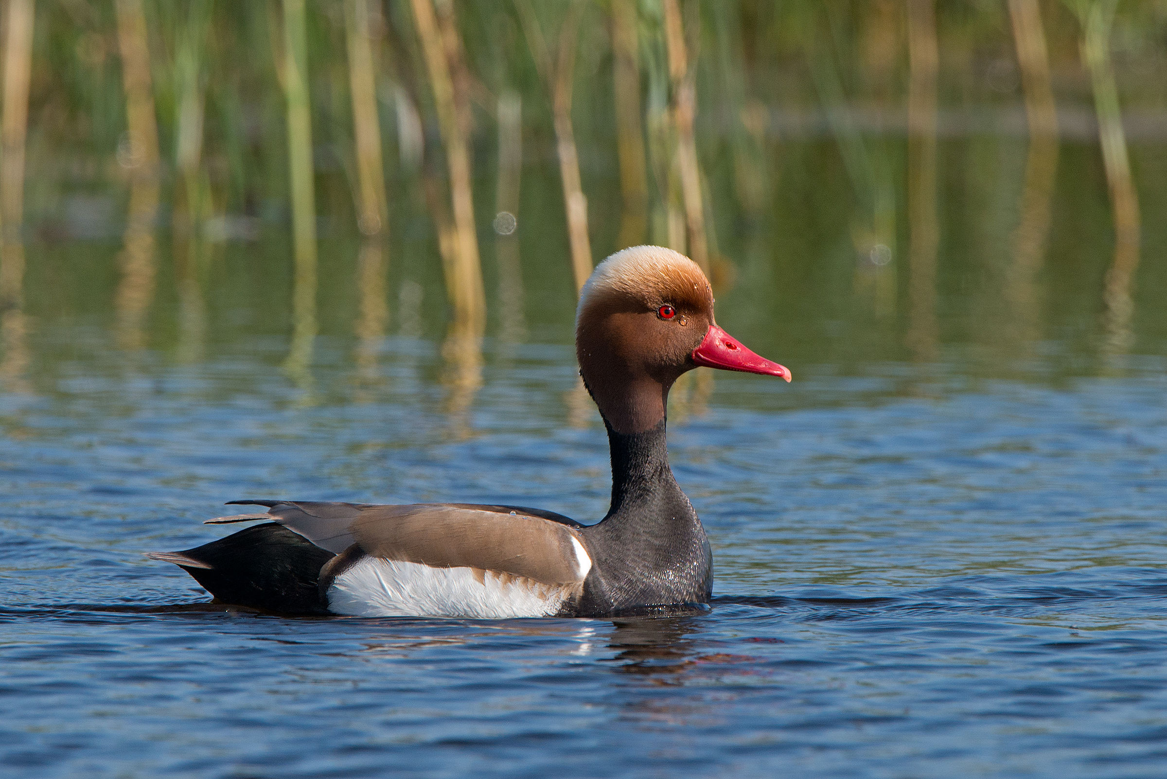 fistione turco -da una lacrima sul viso...-