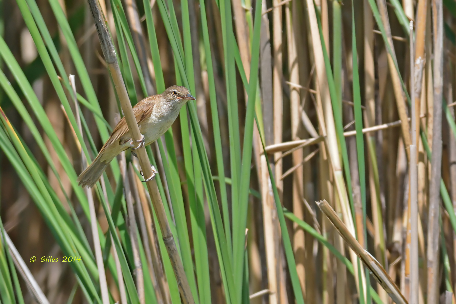 Cannareccione (Acrocephalus arundinaceus)