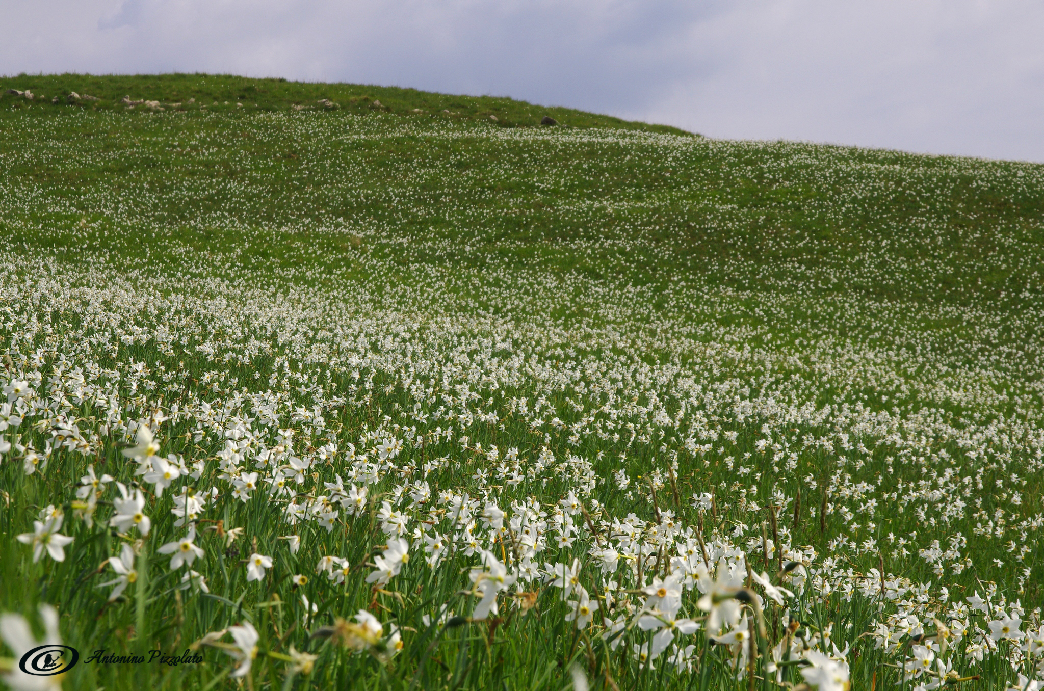 The daffodils of Linzone