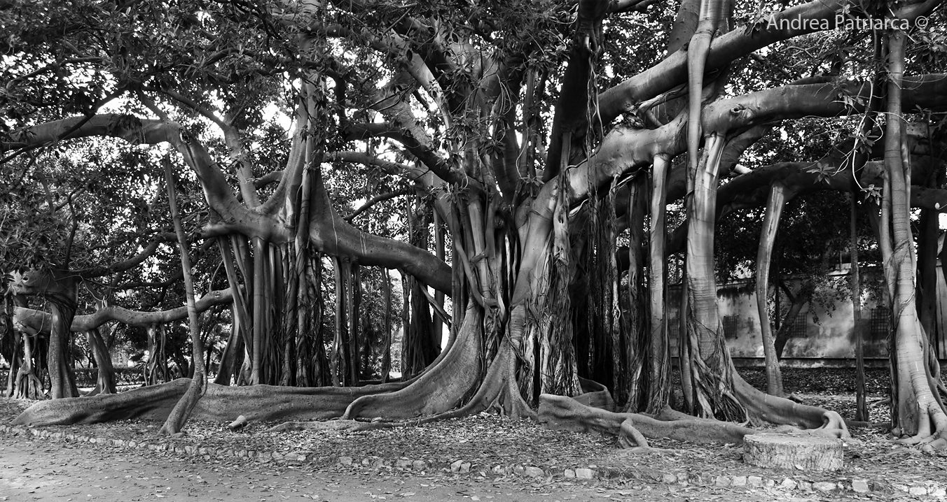Giant ficus tree