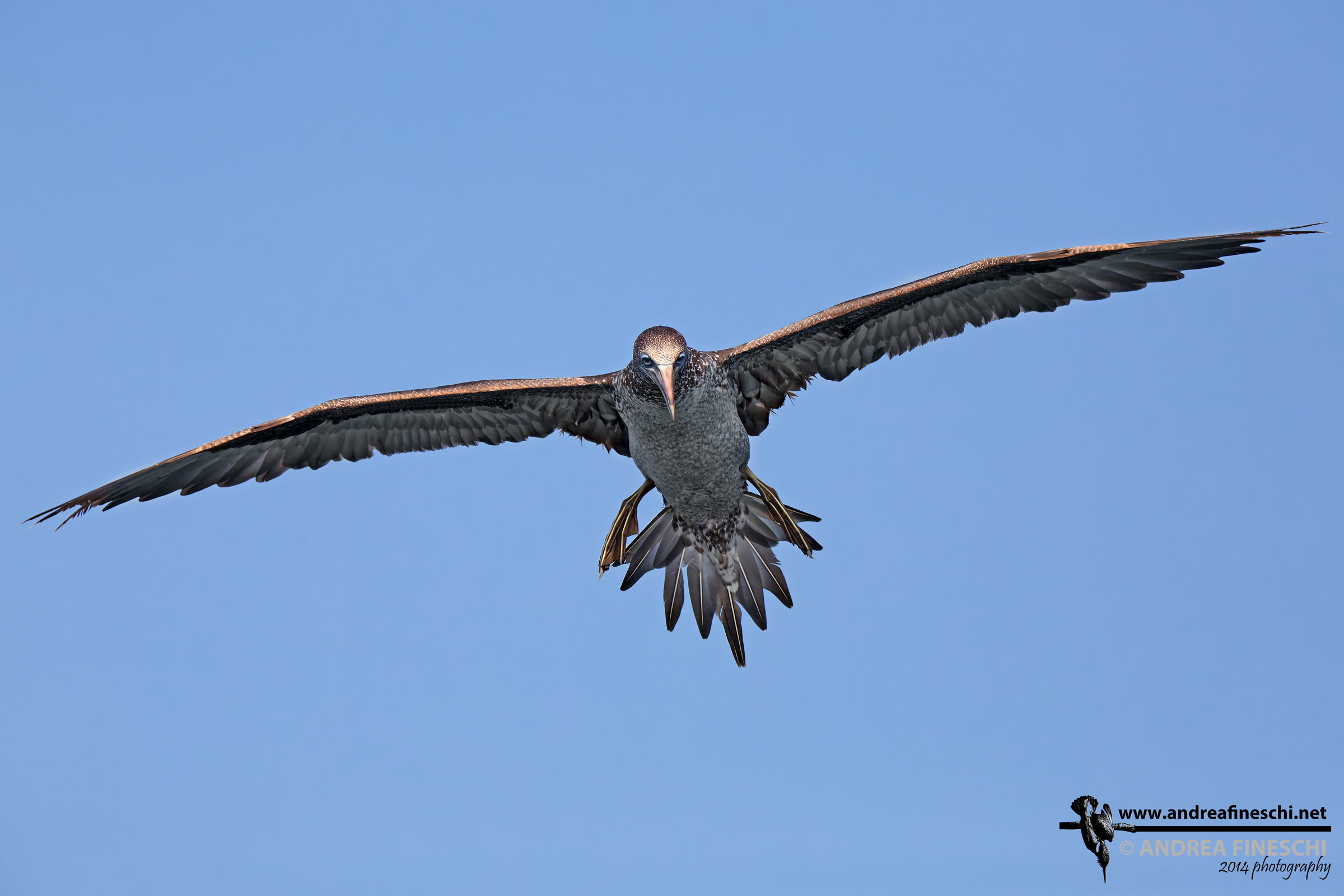 Immature gannet