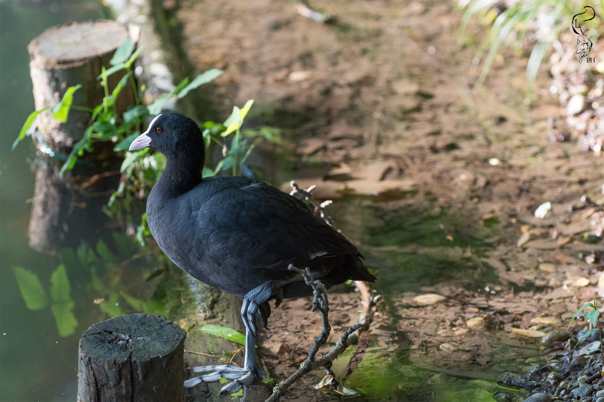 Coot at rest