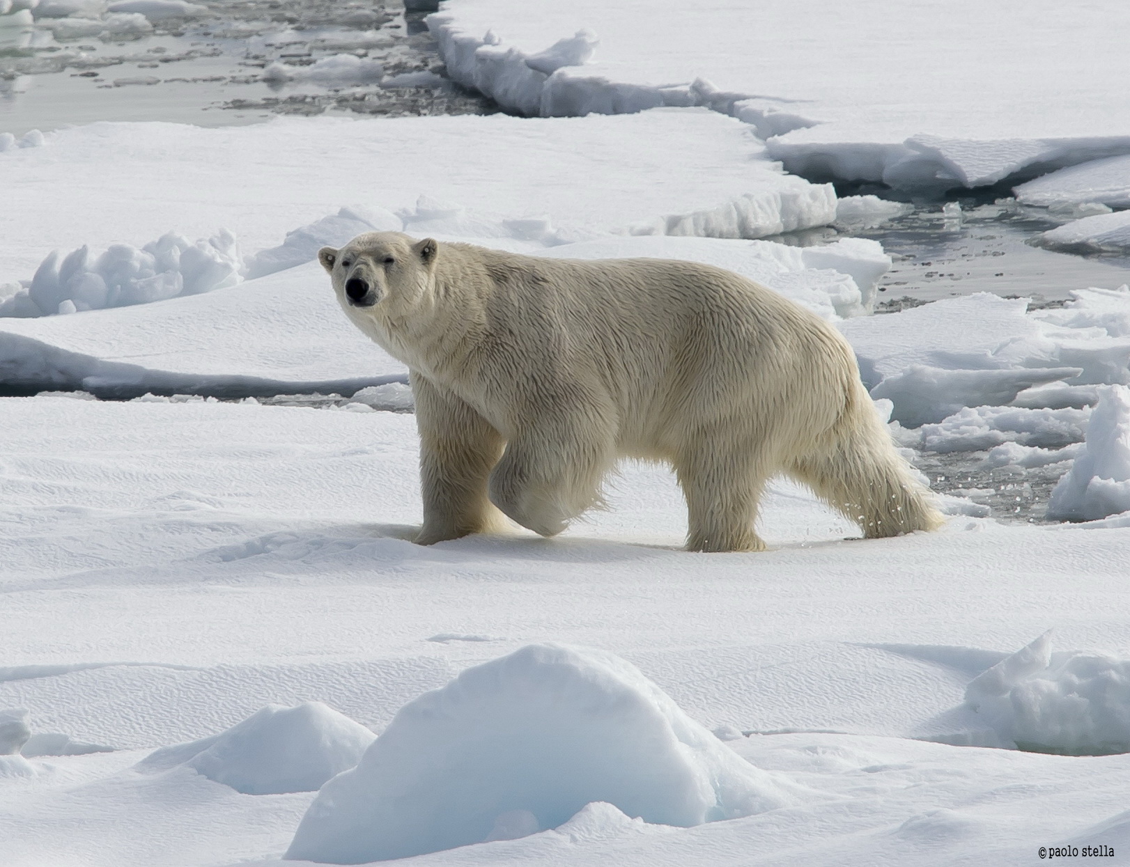 walking on the ice (Ursus maritimus)