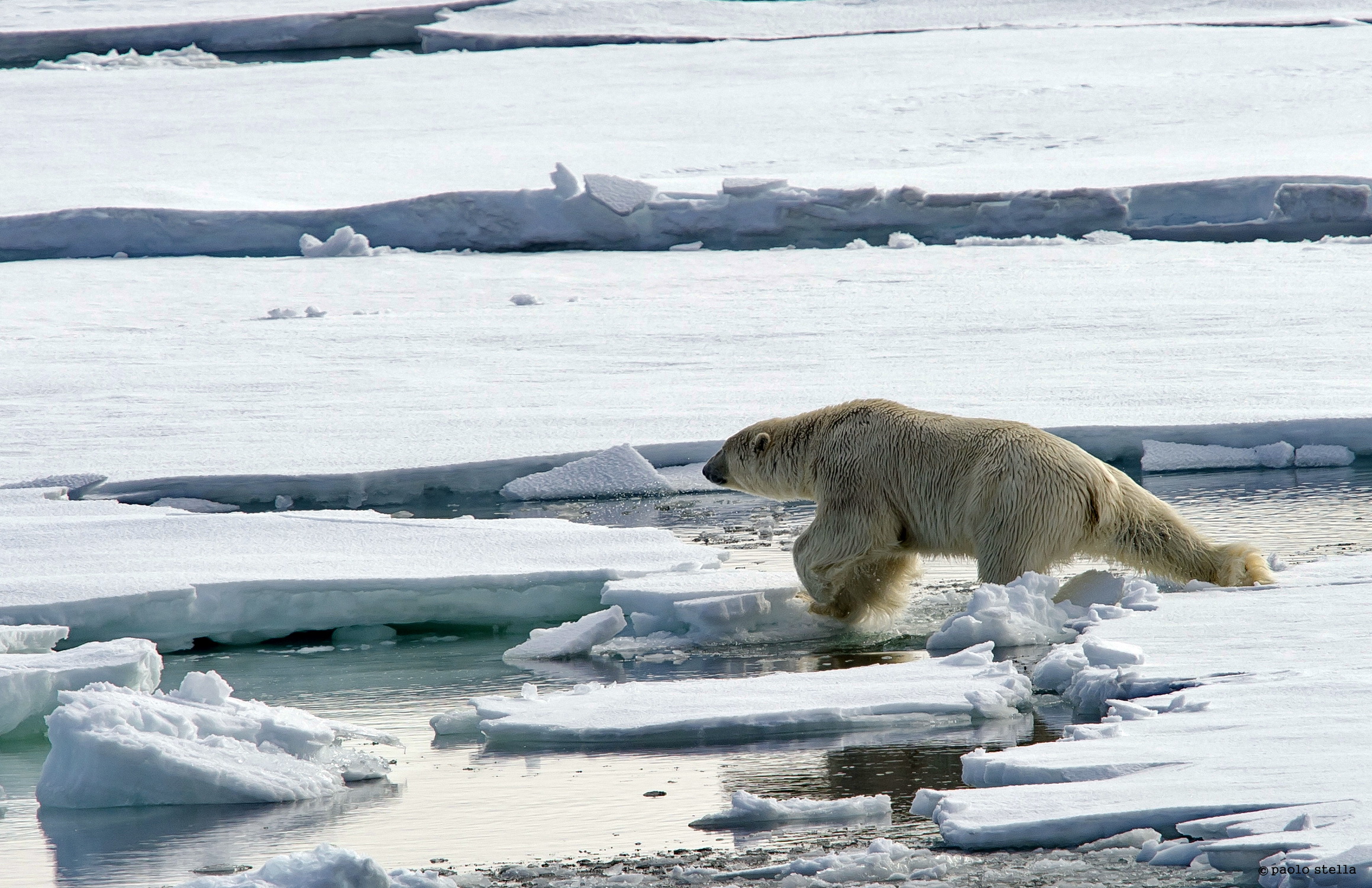 Polar bear in action