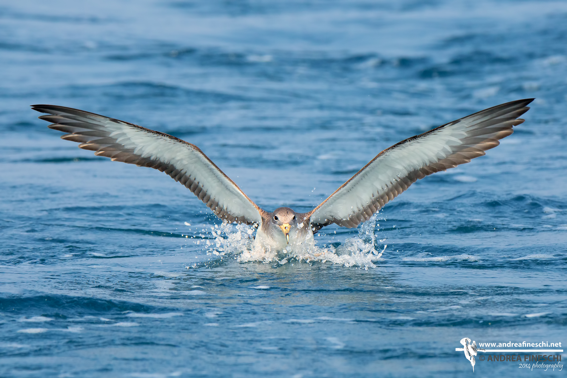 The landing of the shearwater
