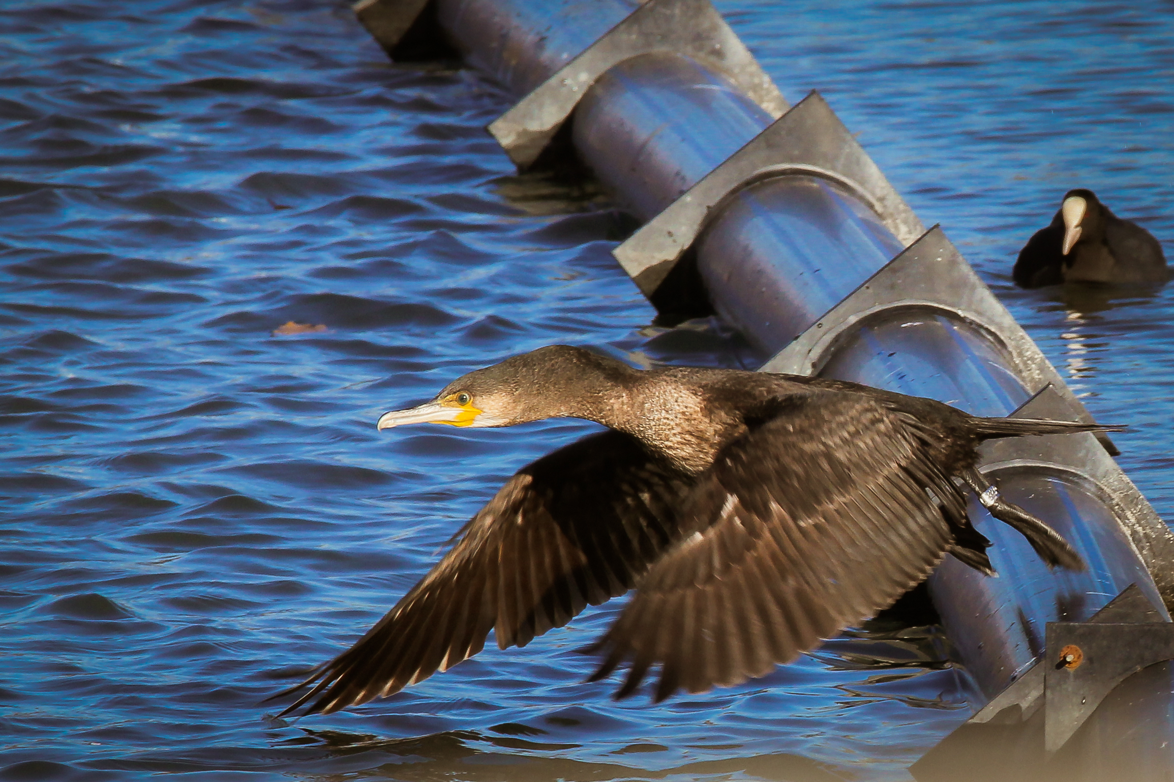 vai .. vai .. gooooo ....