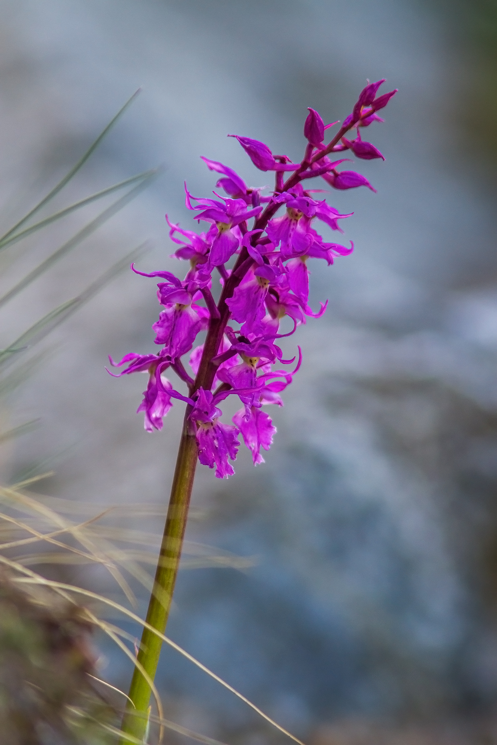 orchidea al passo del gatto