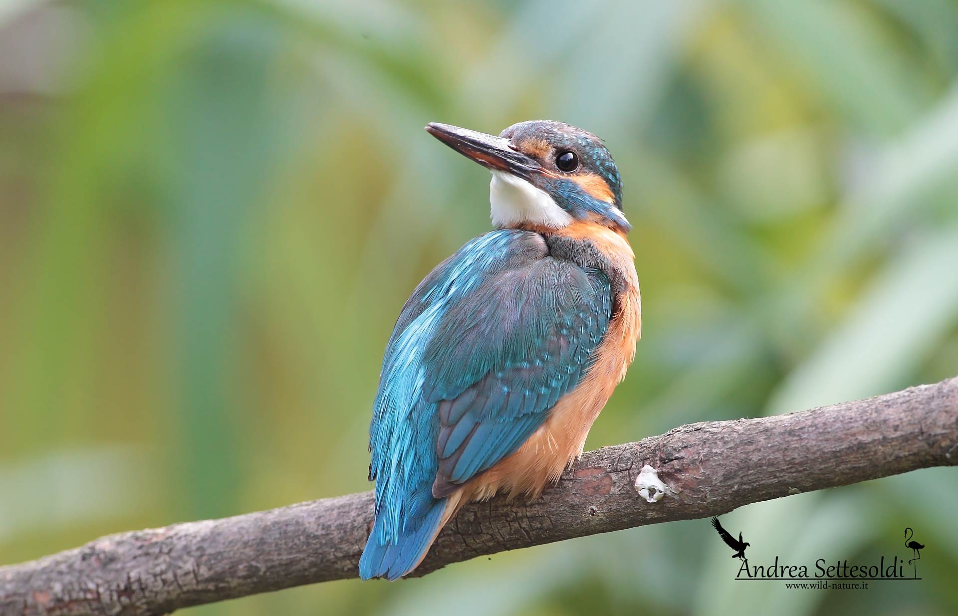 Martin pescatore contorzionista