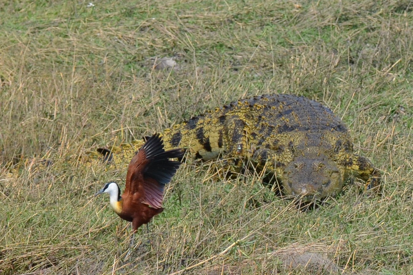 Quasi quasi me ne andrei....