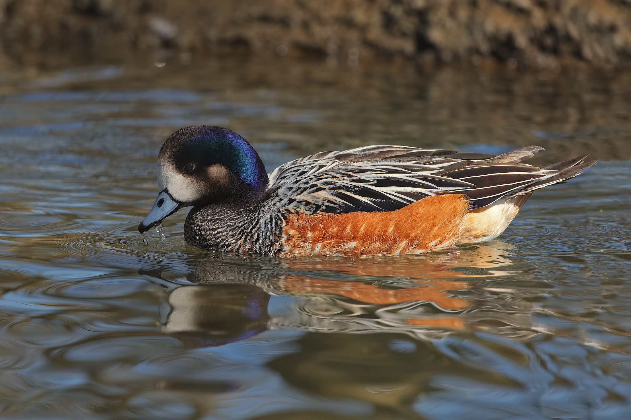 Red-crested a different ....