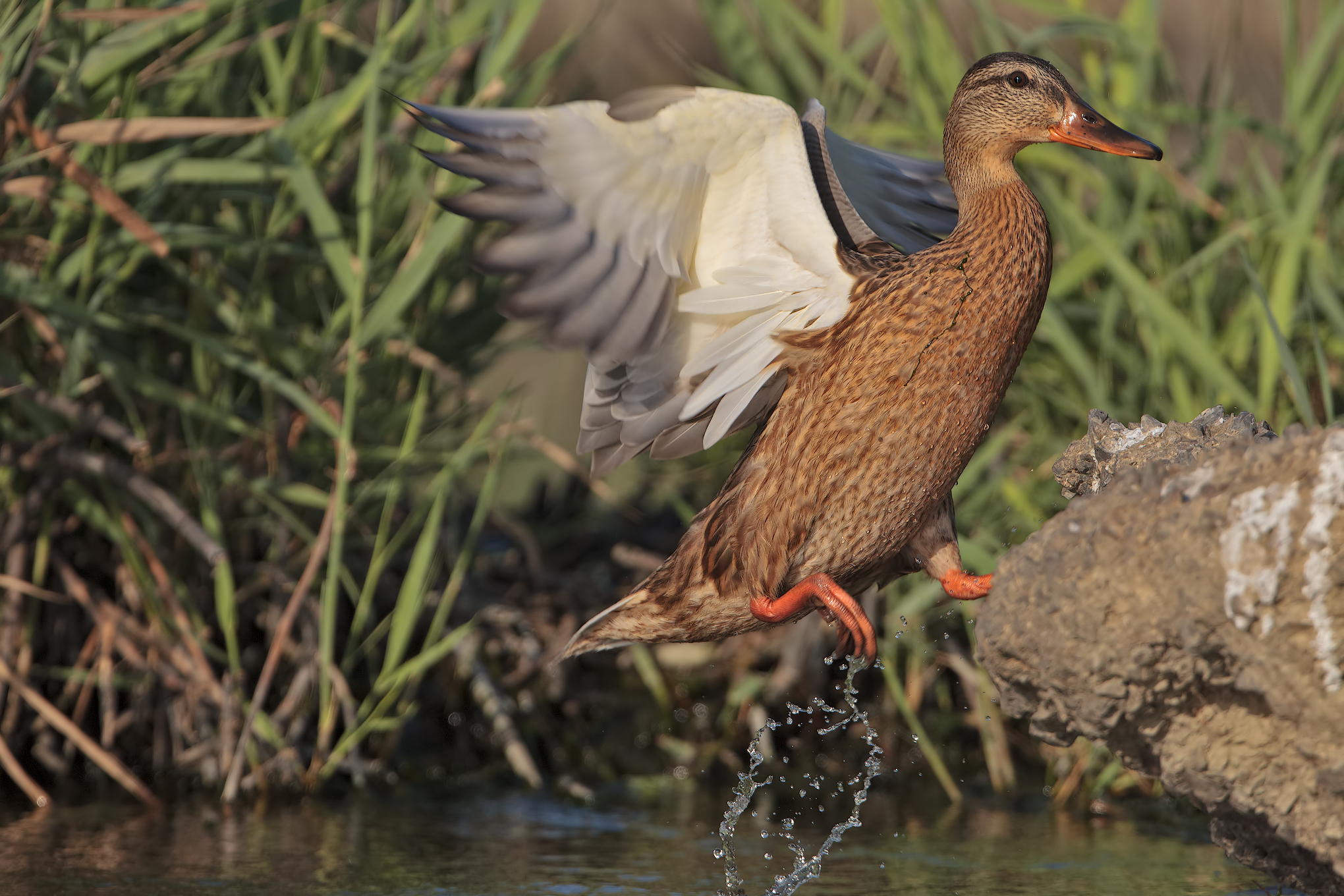 germana on the fly ...