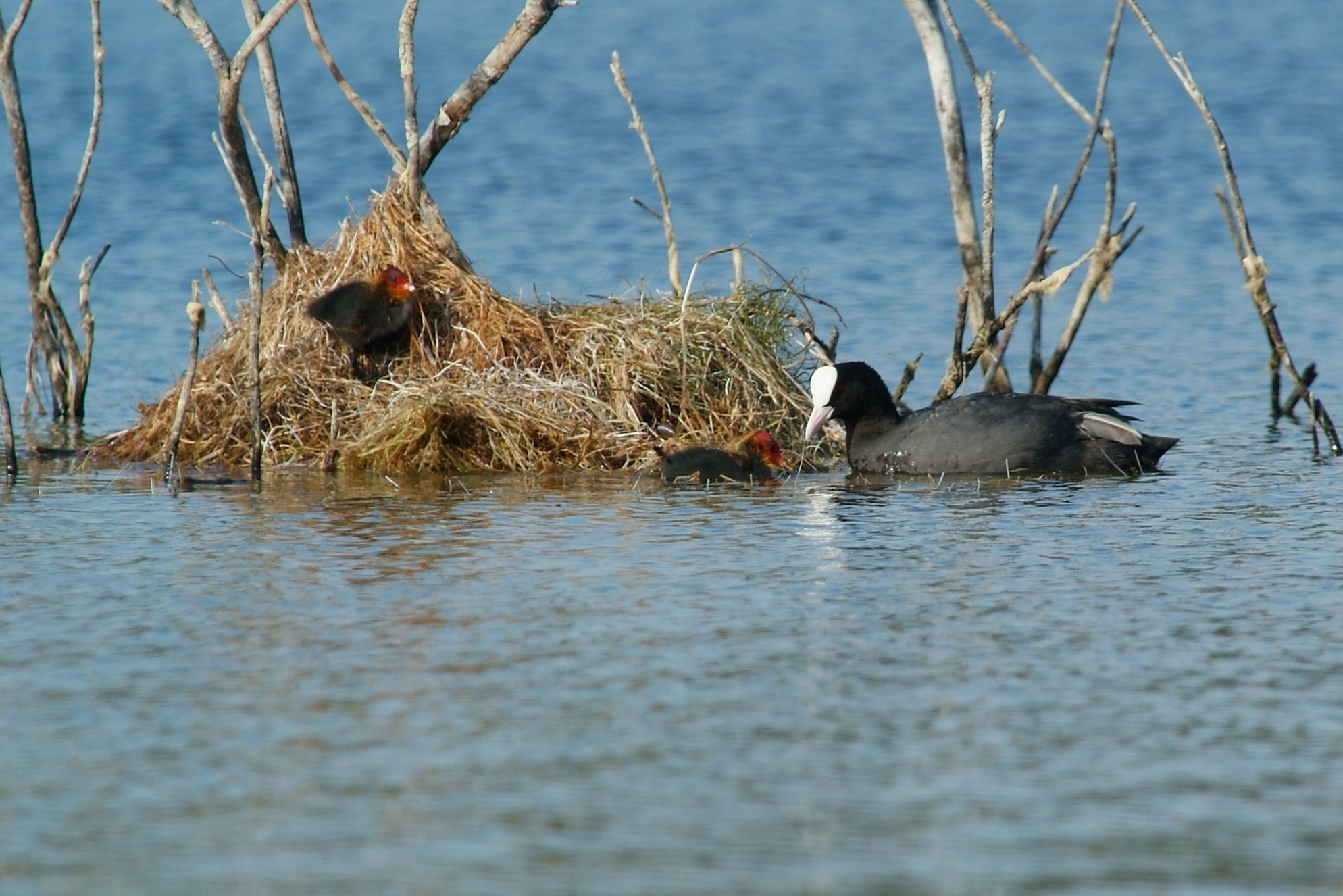 floaga .. and chicks
