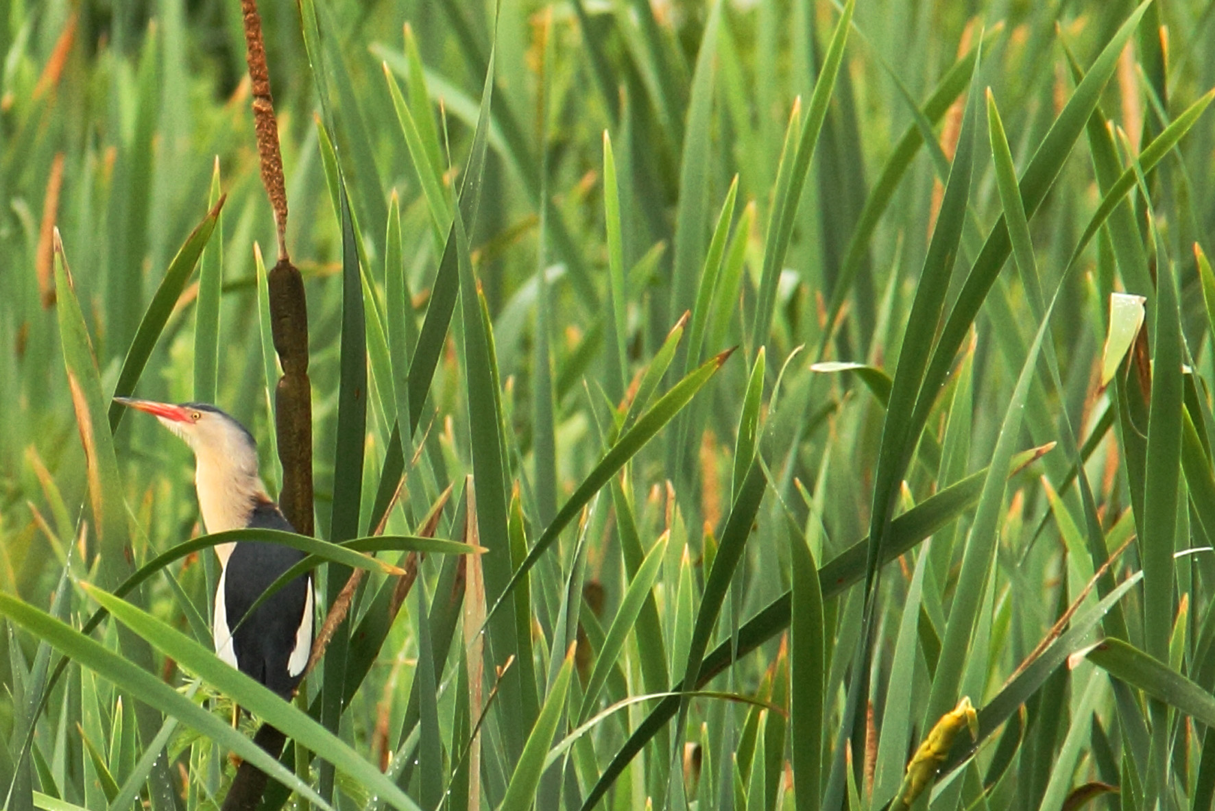 I primi tarabusini dell' anno_2