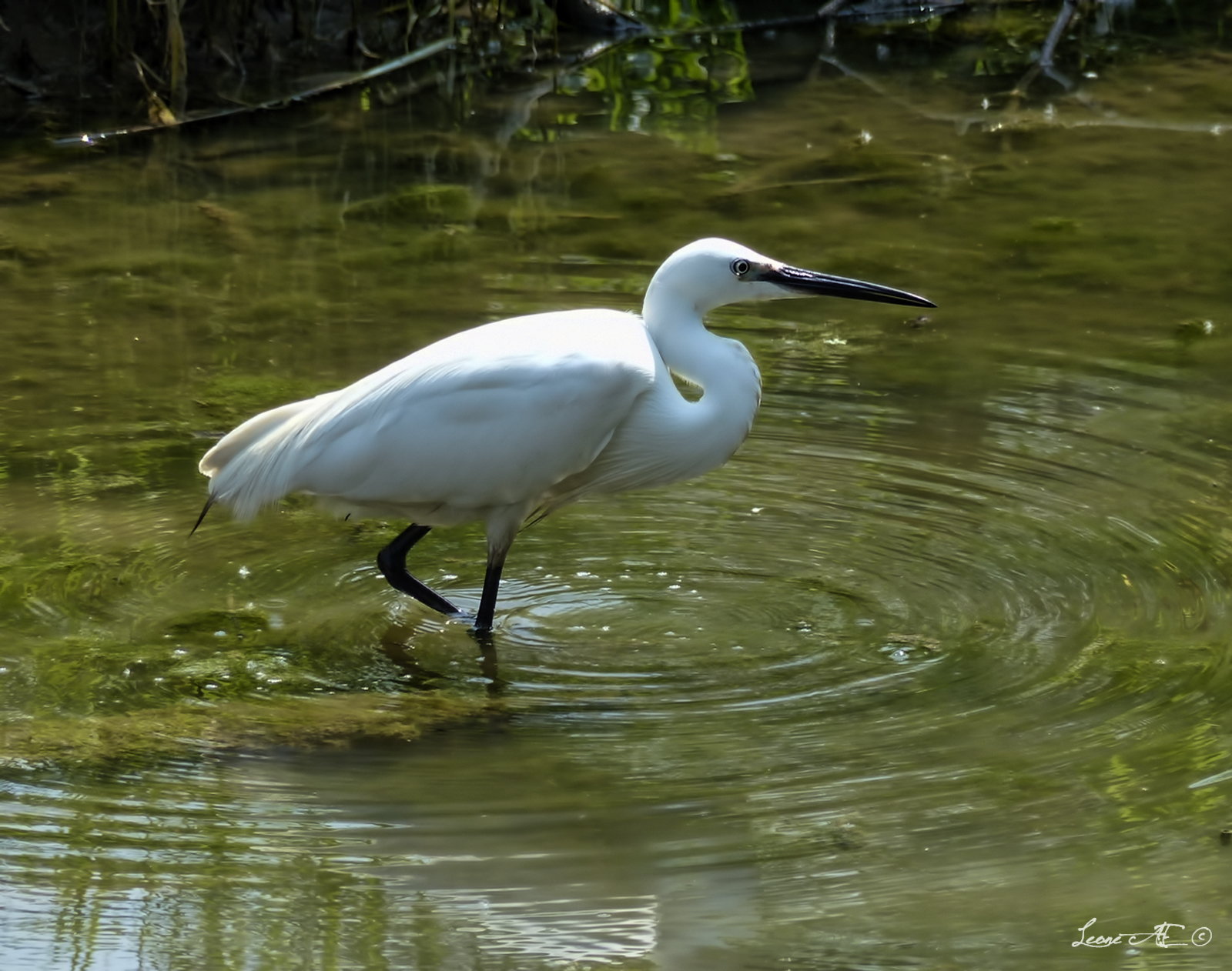 Little Egret hunting 1