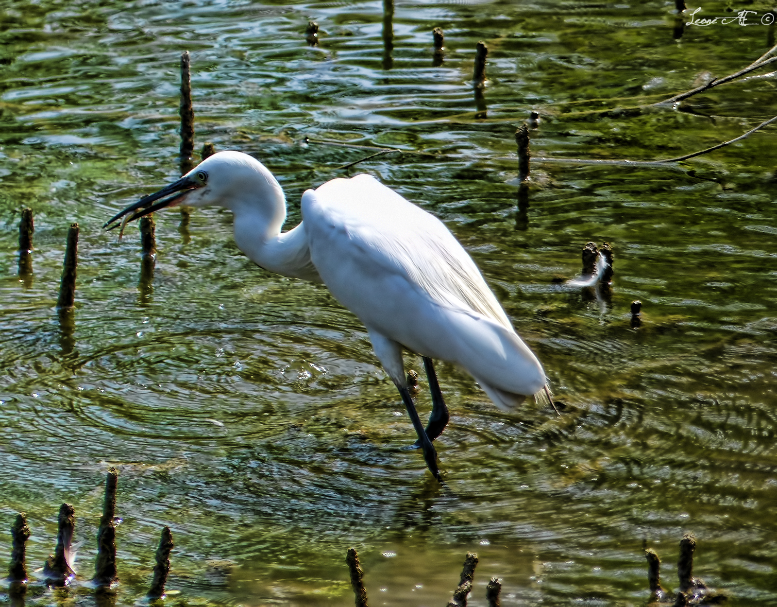Little Egret hunting 2
