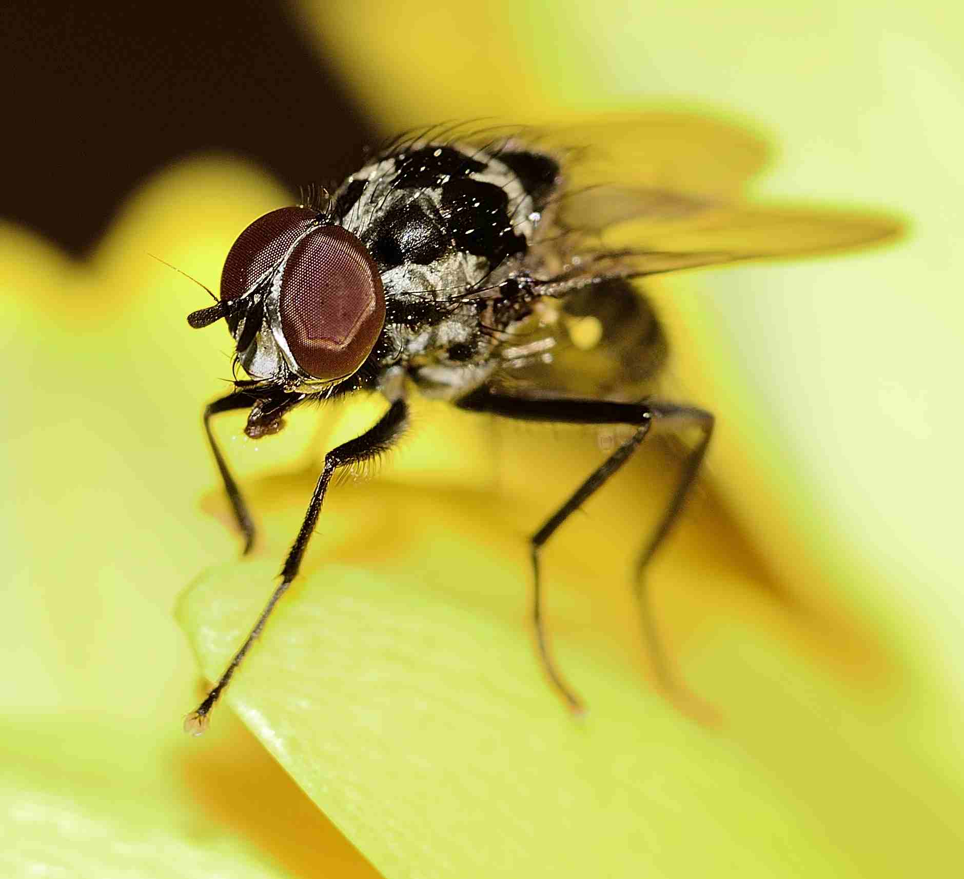 mosca su fiore