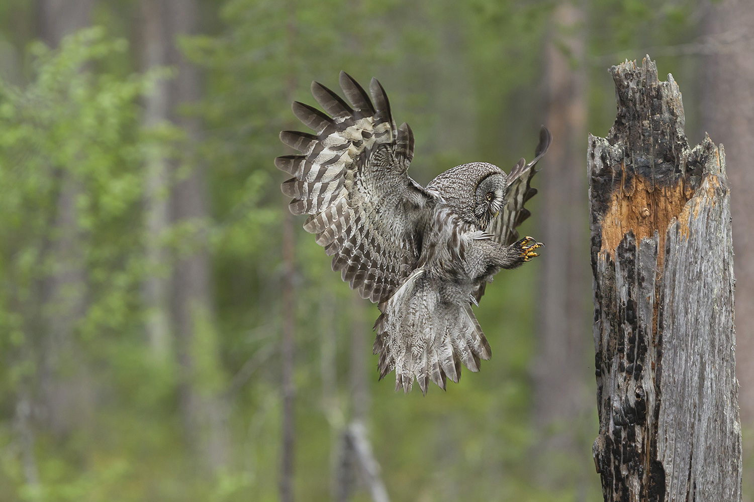 owl of Lapland