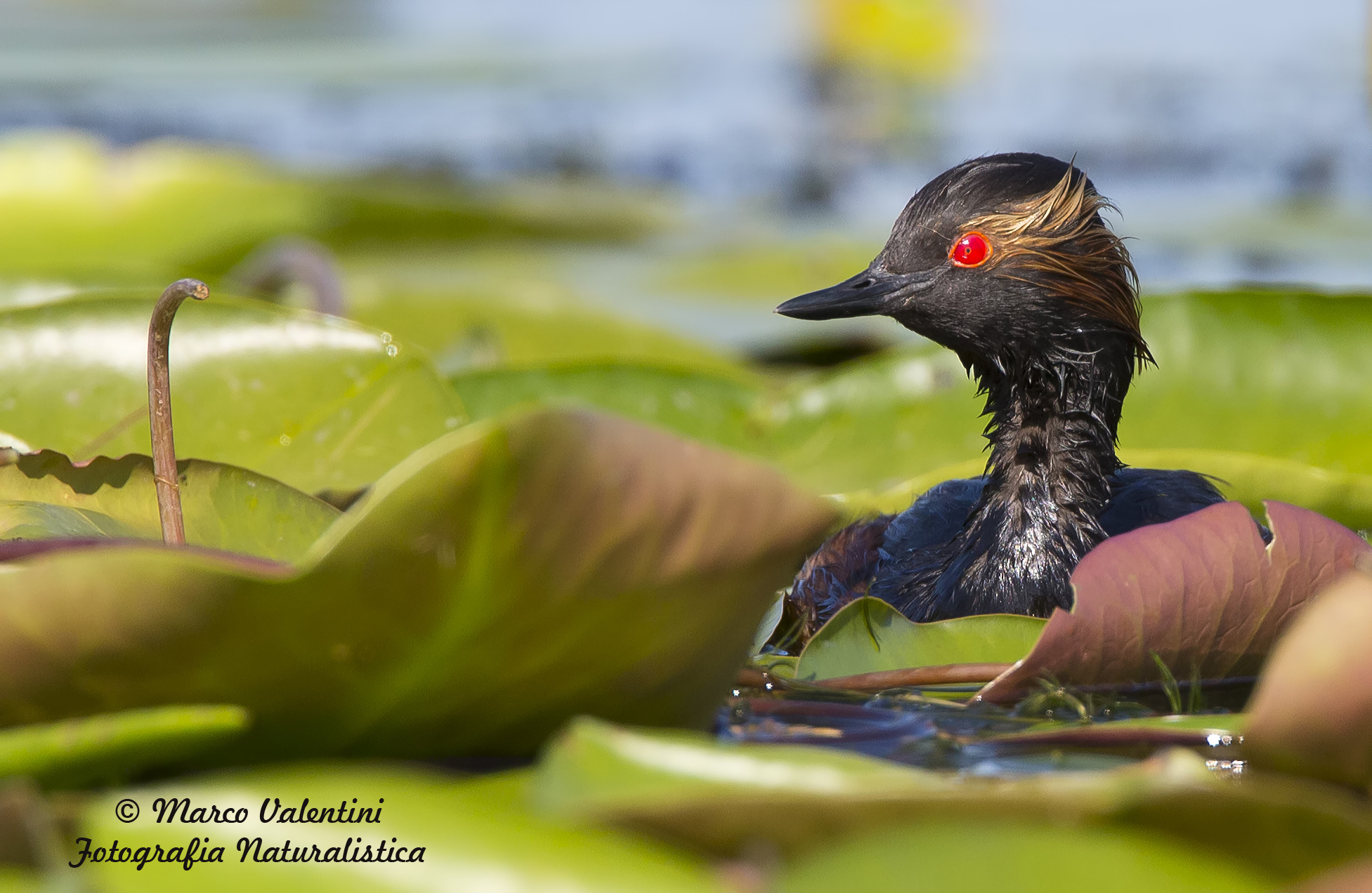 Nascosto tra le foglie