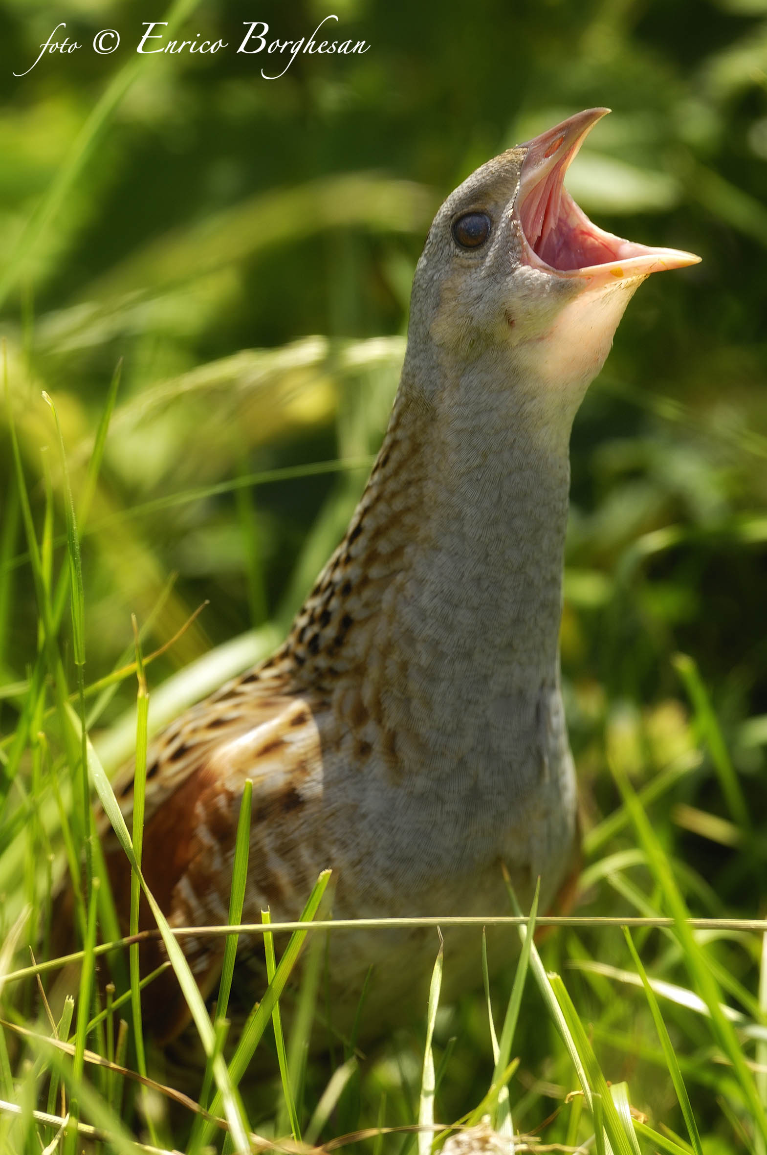 Corncrake