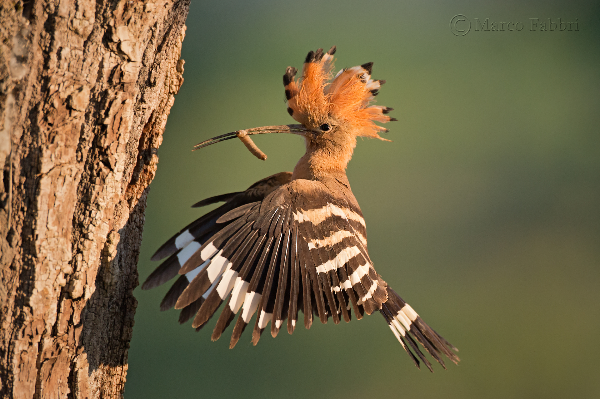 Hoopoe return to the nest