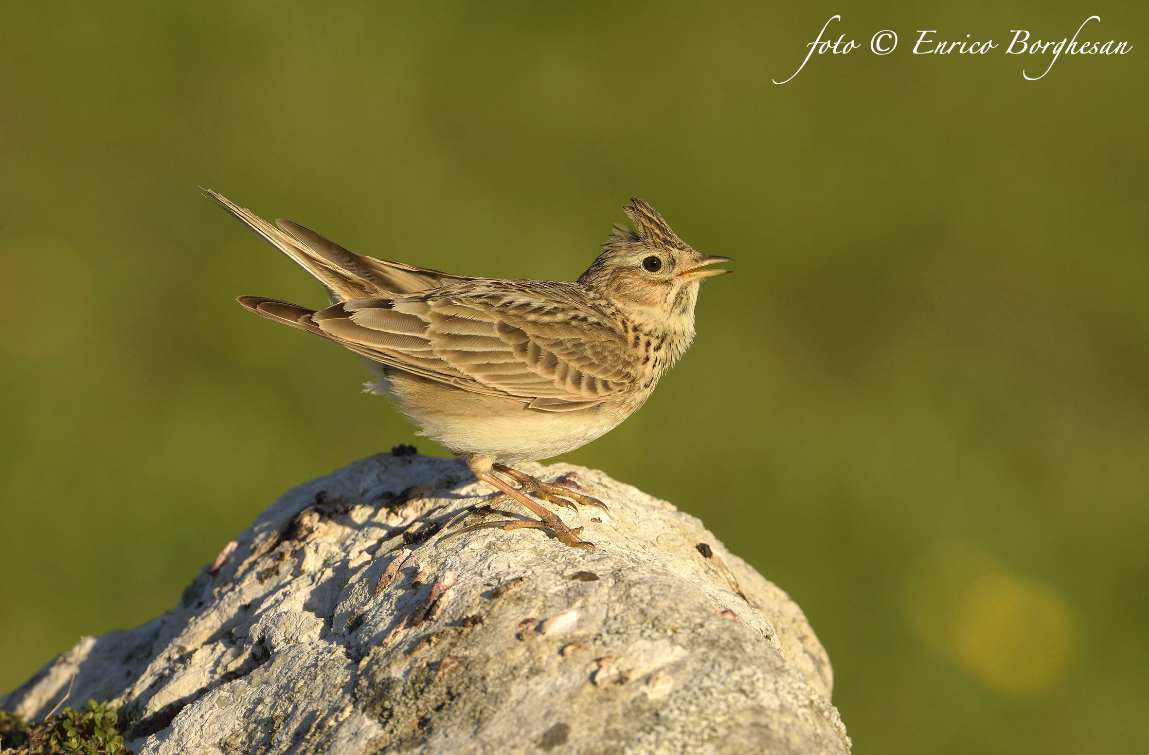 Lark