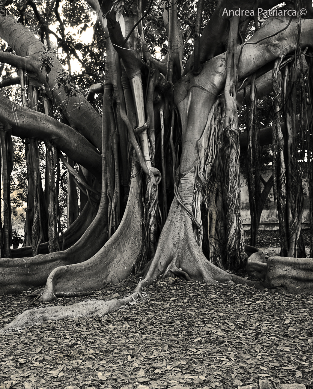 Giant ficus tree