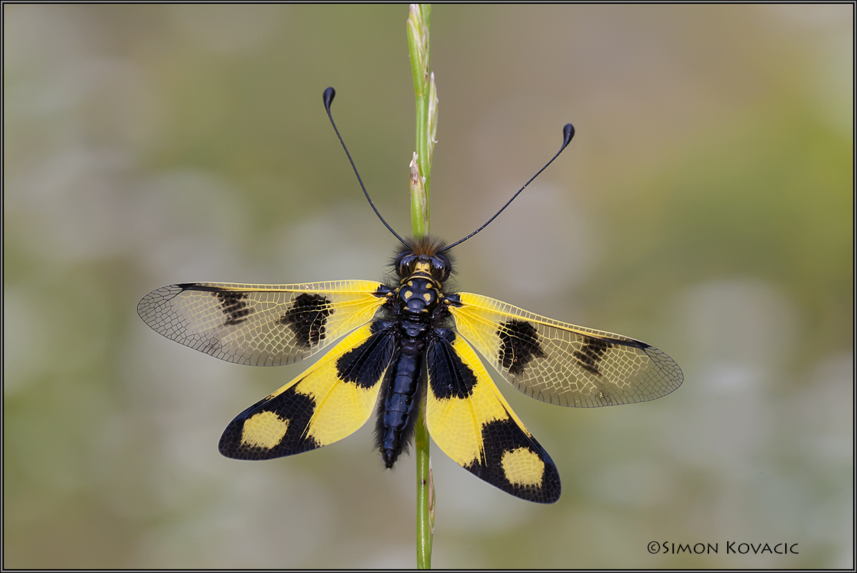 Libelloides macaronius