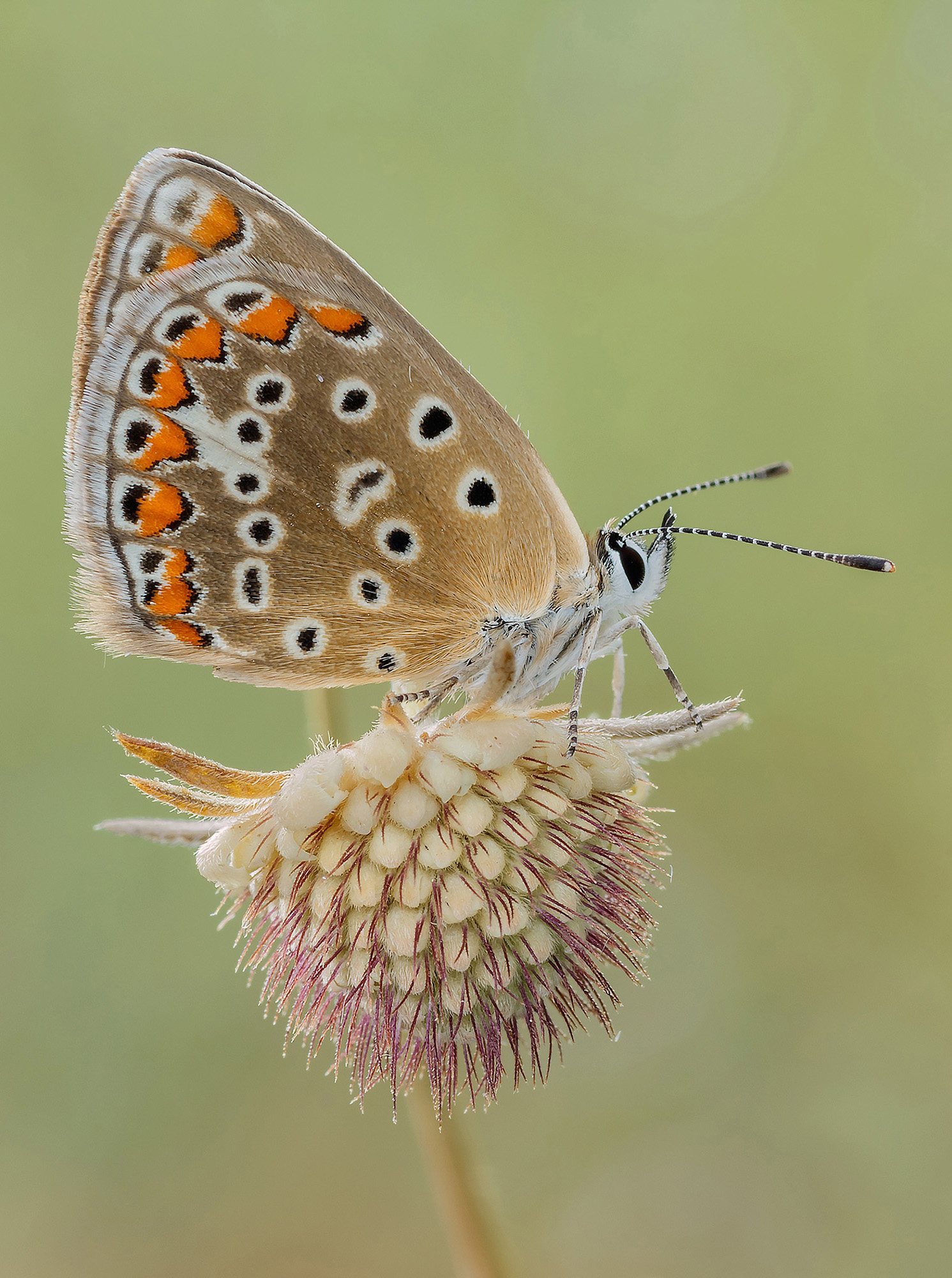 Polyommatus icarus
