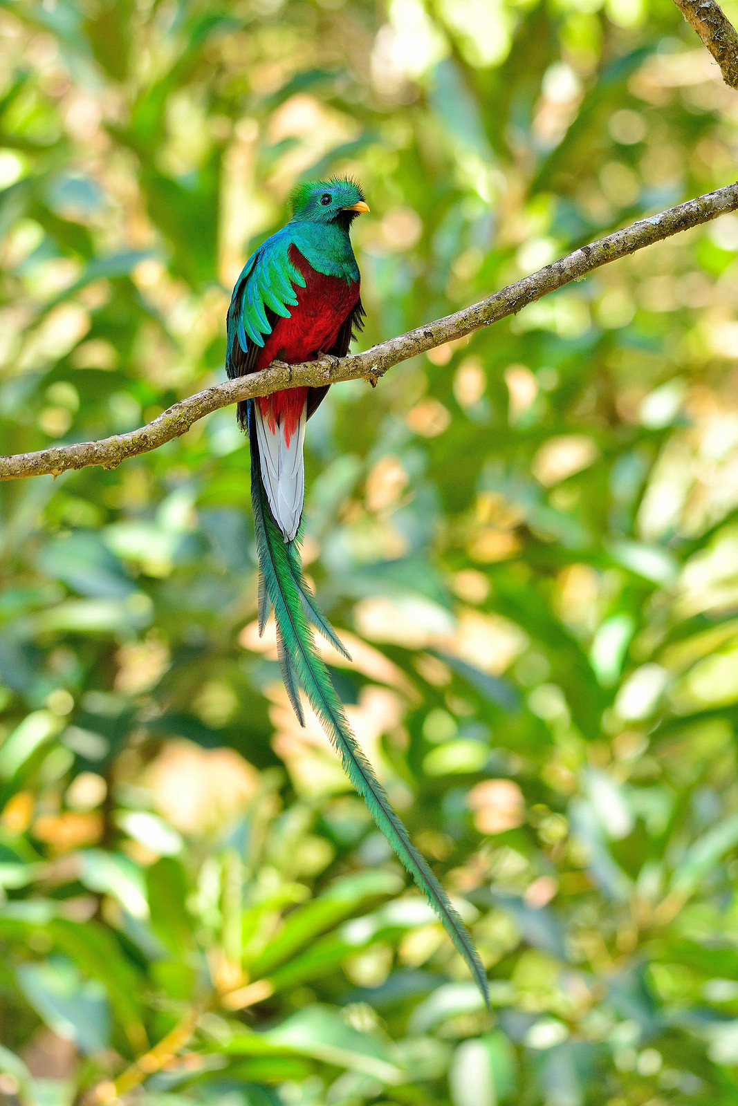 Quetzal splendente