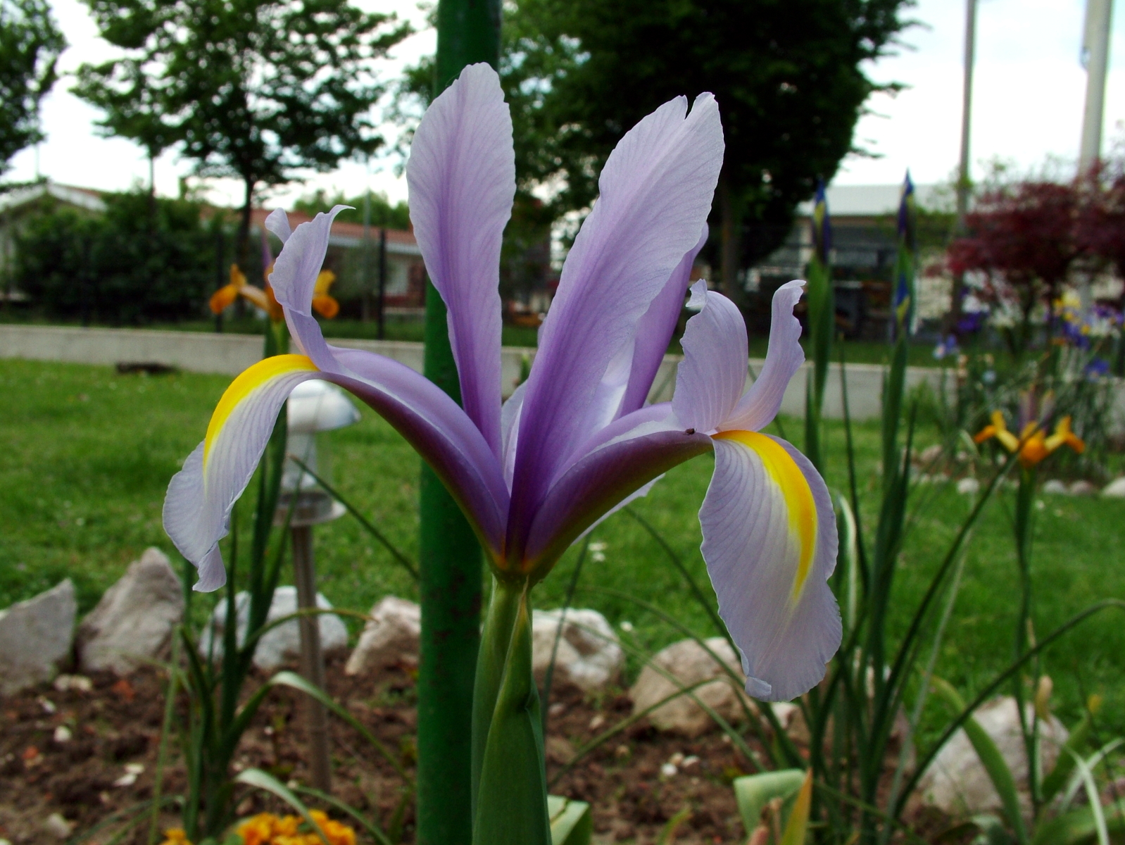 Iris 1