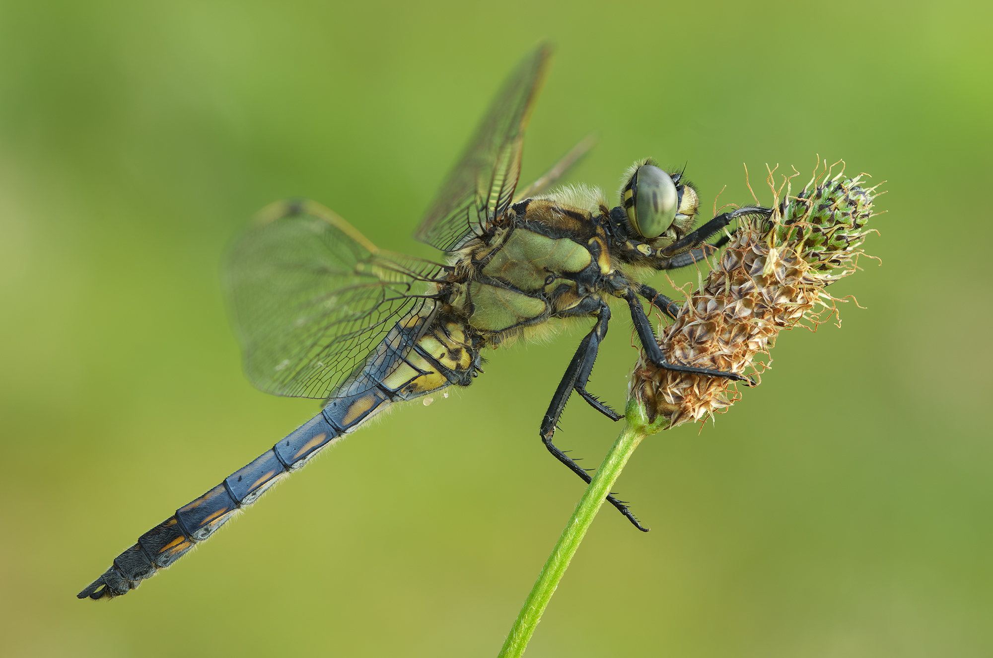 Orthetrum cancellatum