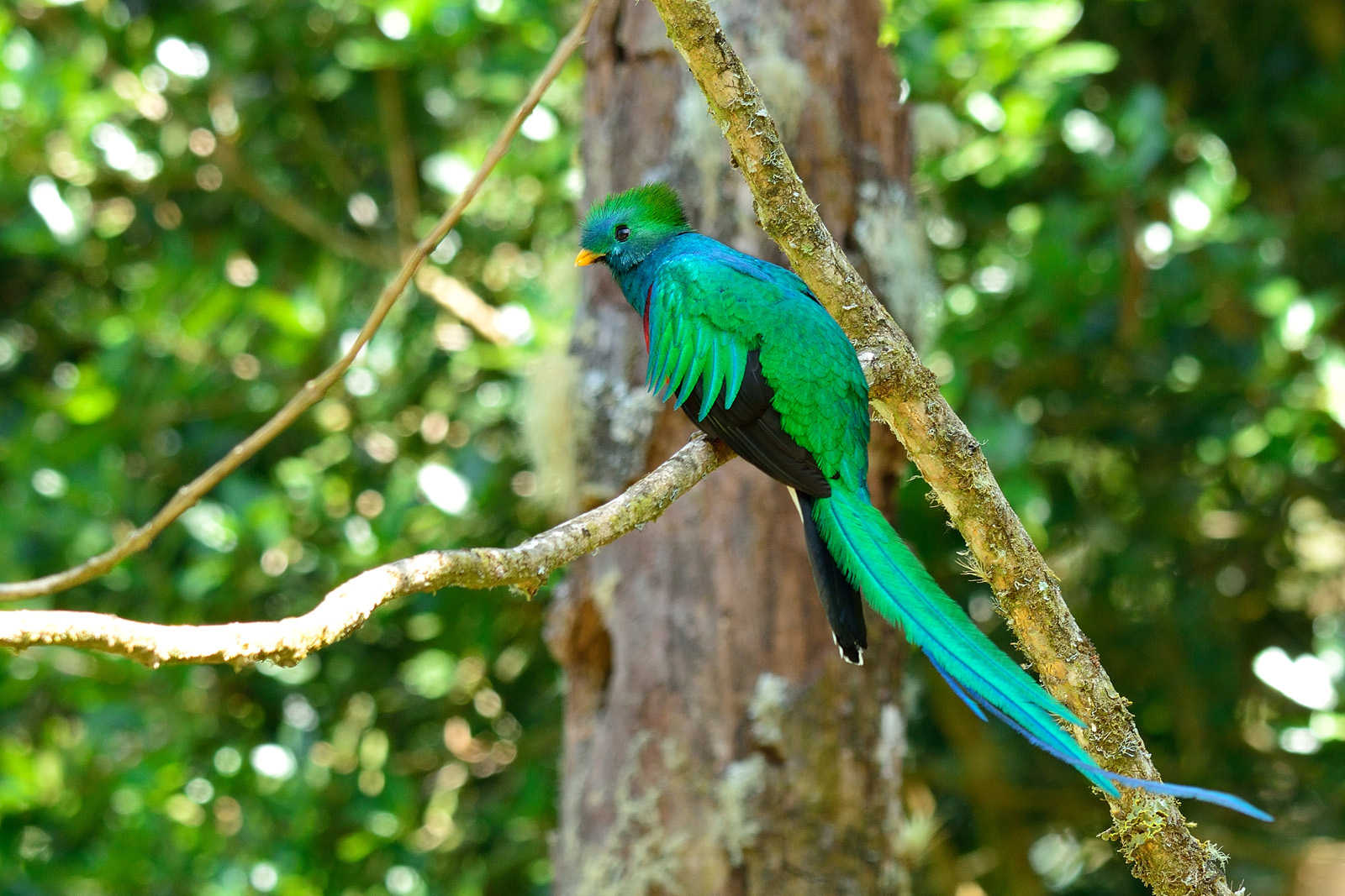 Quetzal splendente