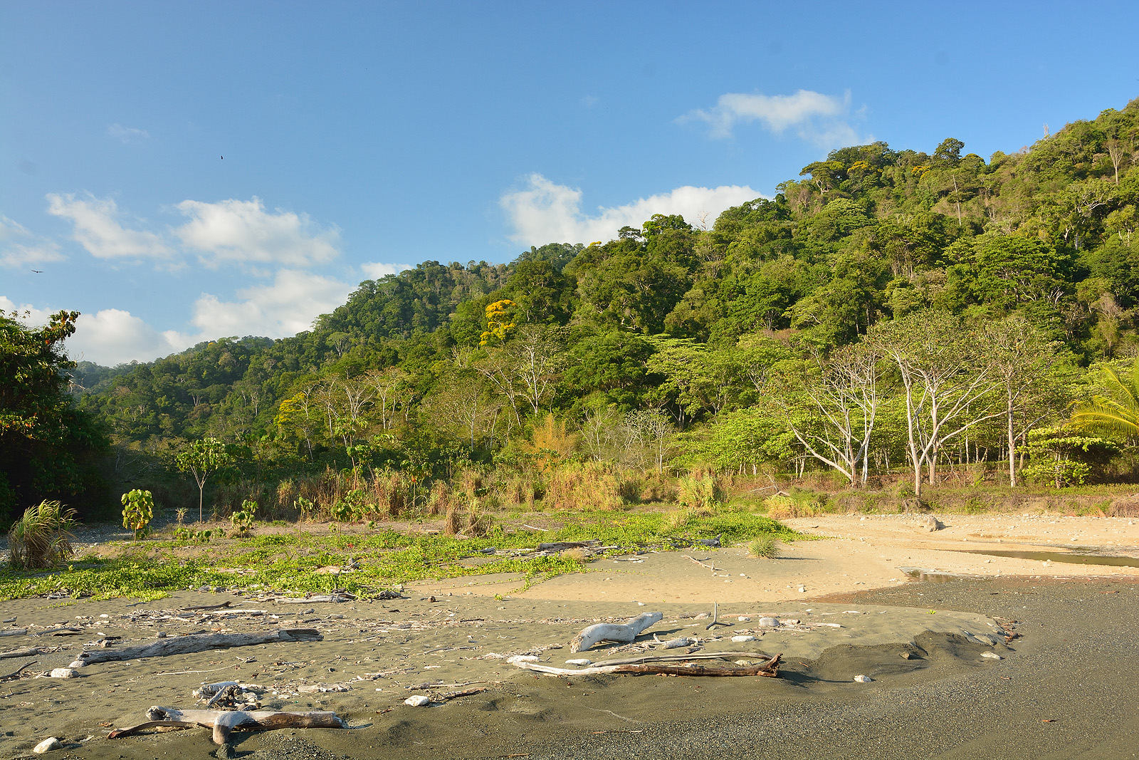 Carate Parco nazionale Corcovado