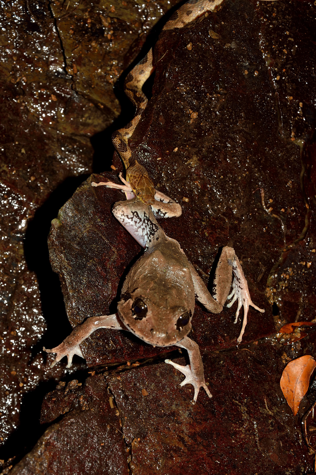 Il serpente e la sua preda