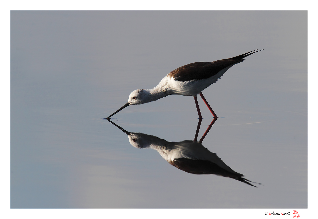 Cavaliere nello stagno